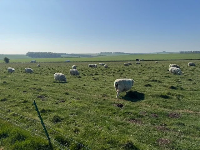 Stonehenge was surrounded by sheep wandering around and grazing