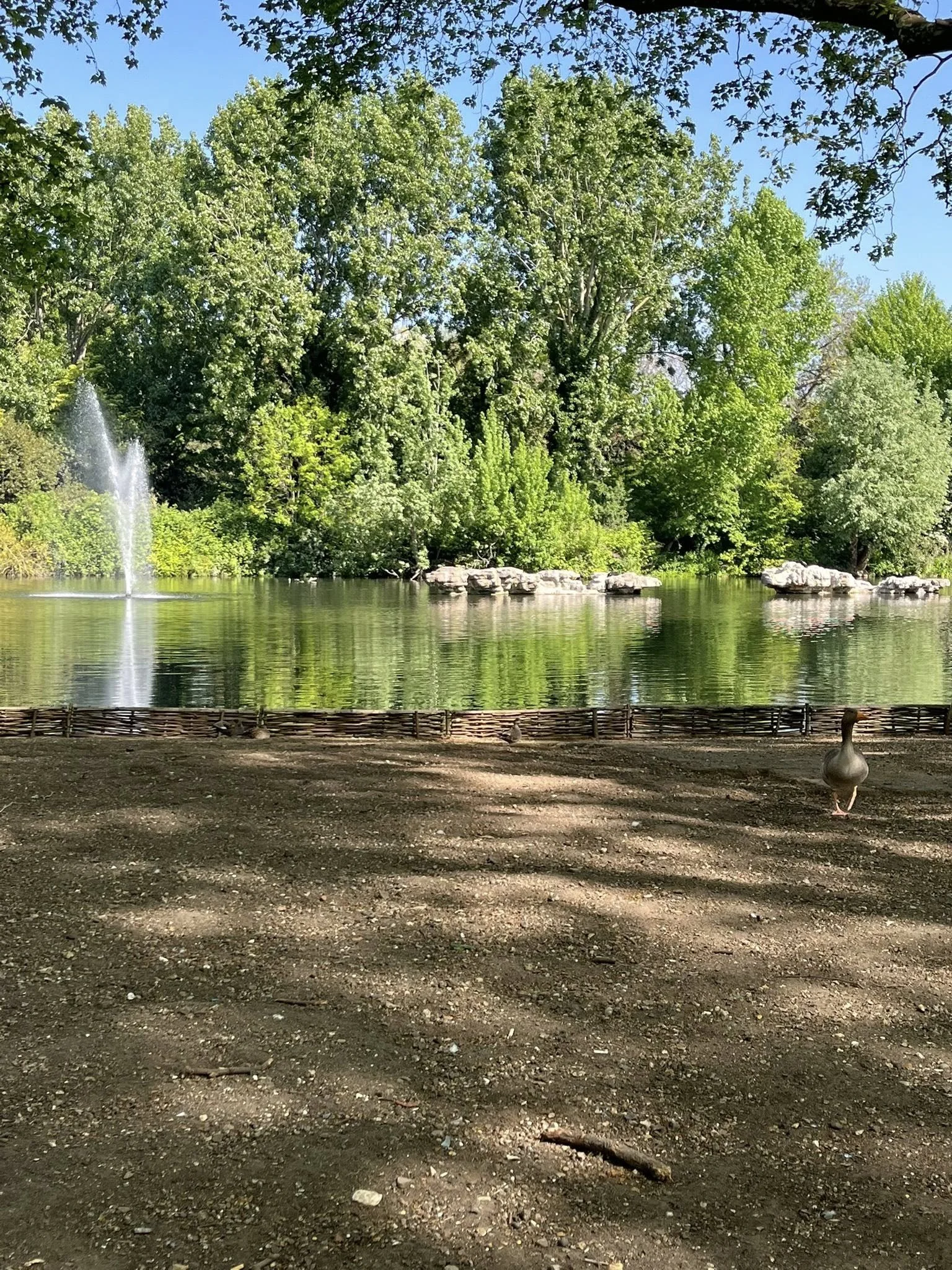 A photograph of a duck in front of a fountain at St. James Park in London, England