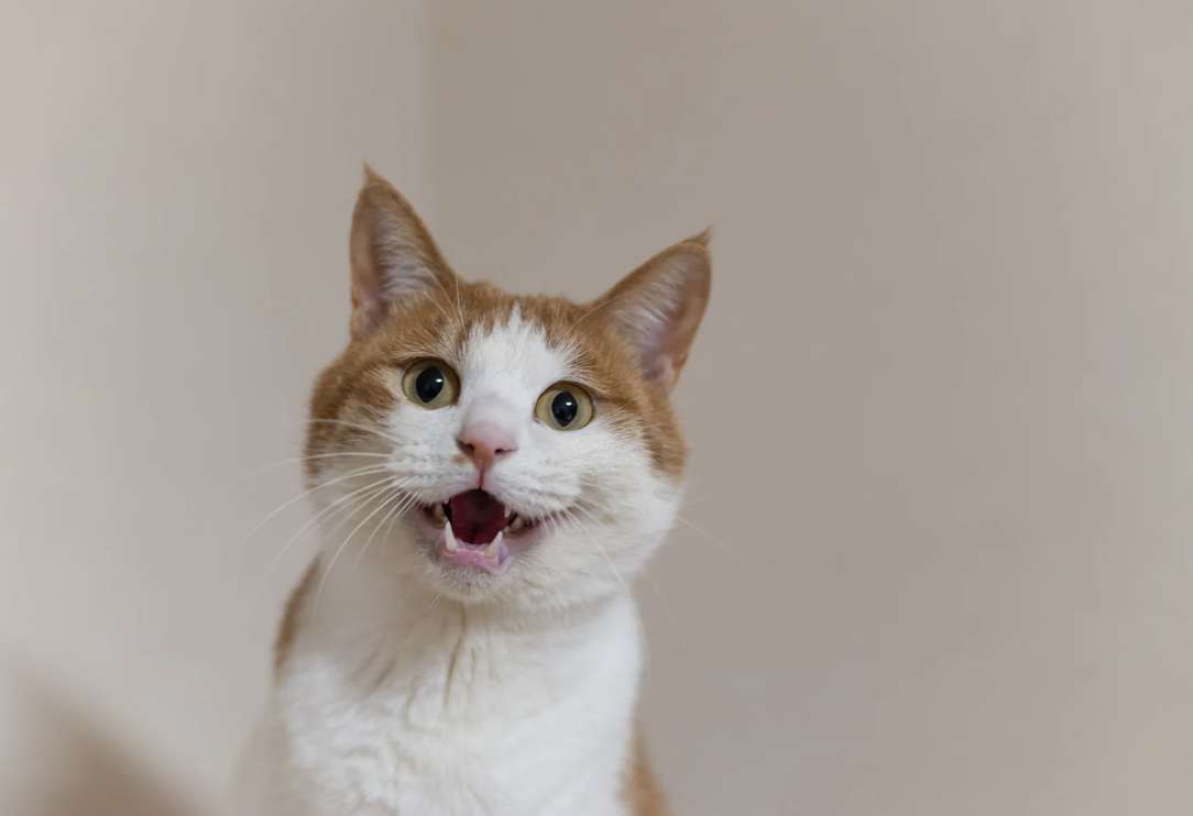 Why Cats Are the Perfect Pet for Introverts
