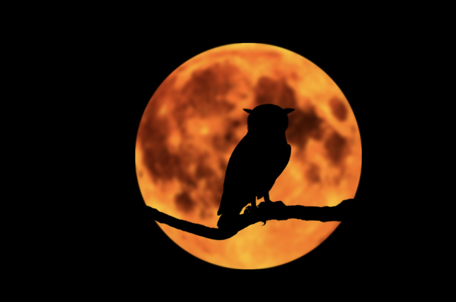 Why Many Introverts Are Night Owls