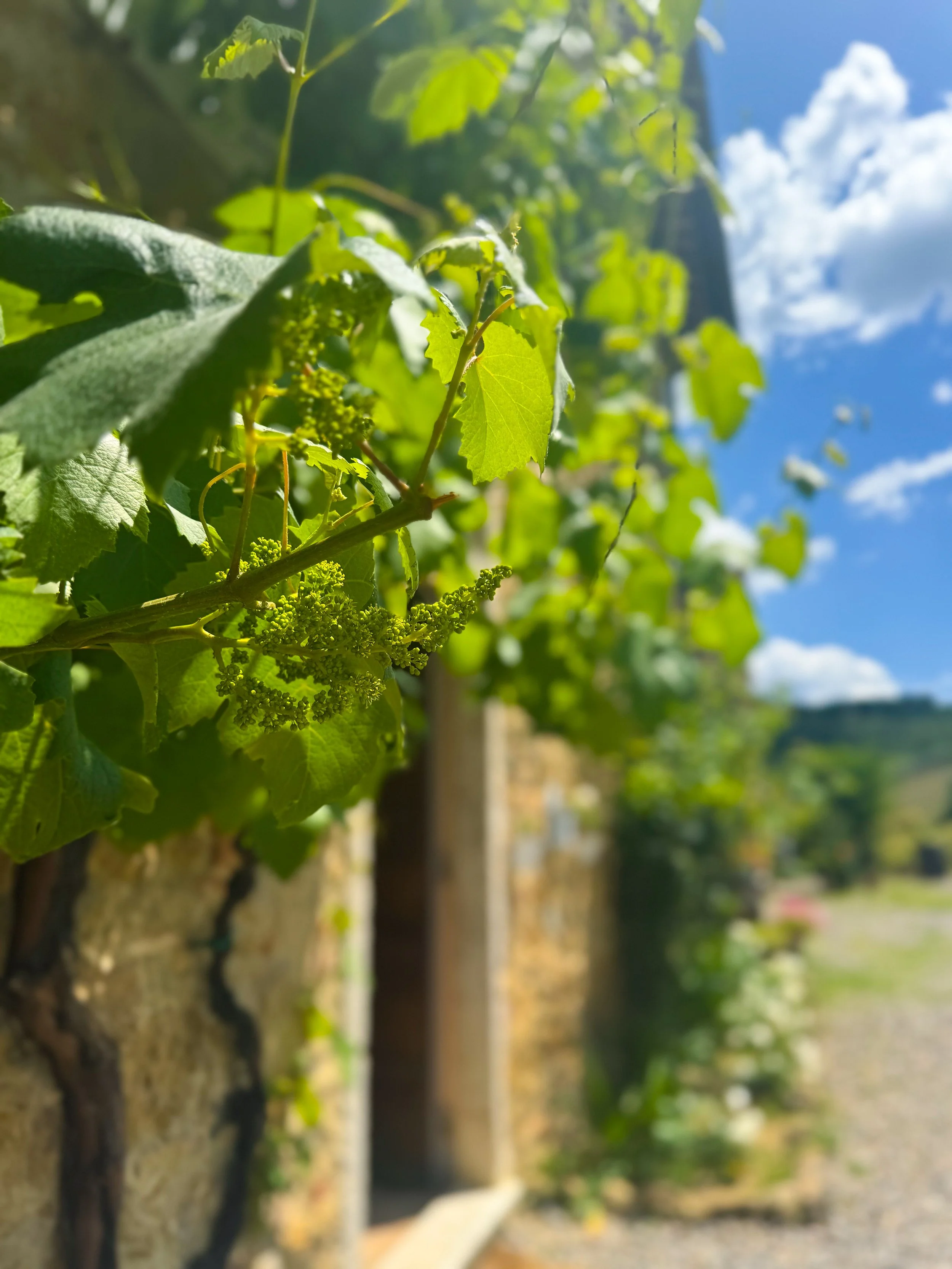 Close-up of green grapevine leaves and grape clusters on a vine outdoors, with a bright blue sky and white clouds in the background.