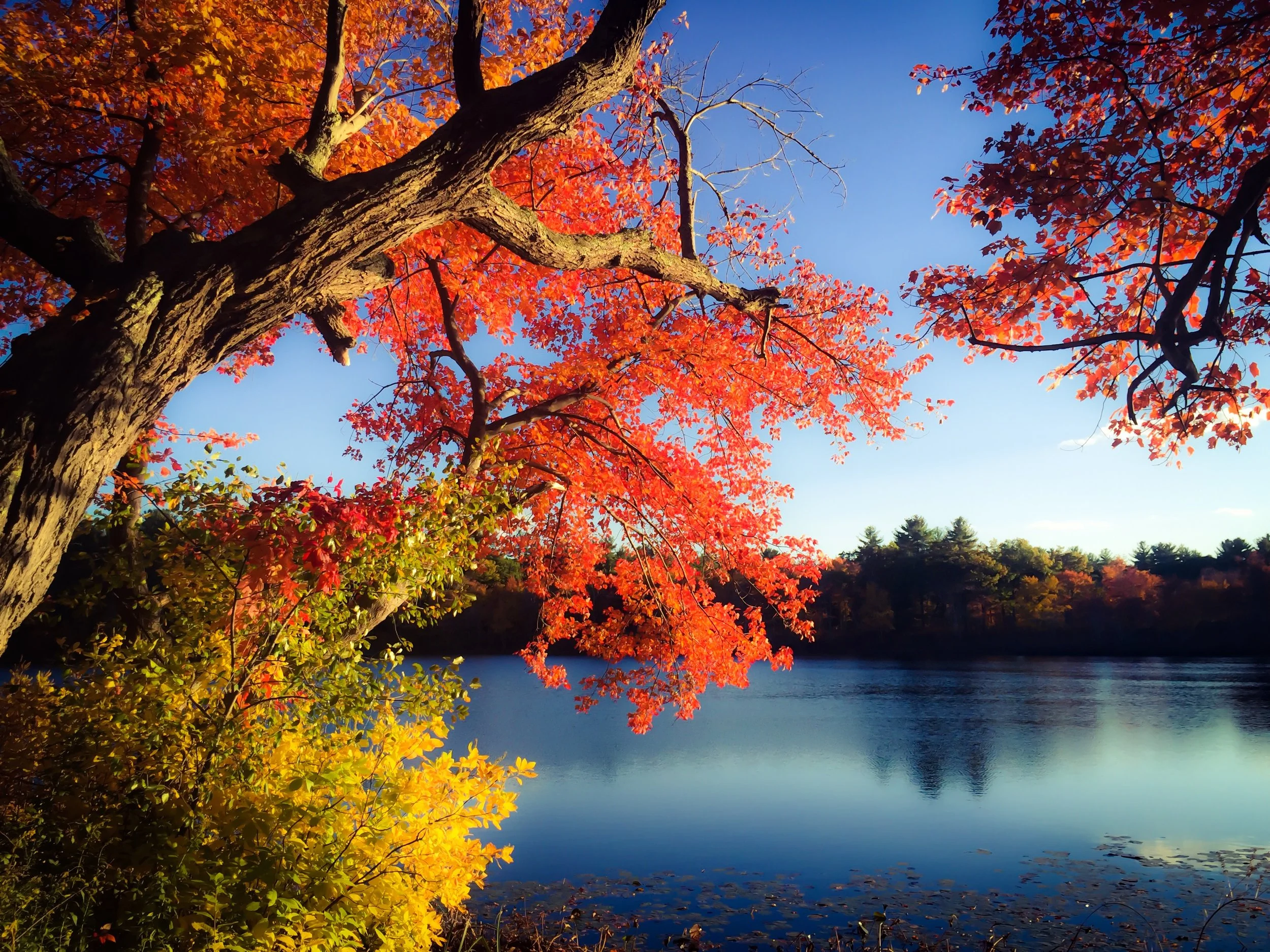 A large tree with bright red and orange autumn leaves extending over a calm body of water. The sky is clear and blue.