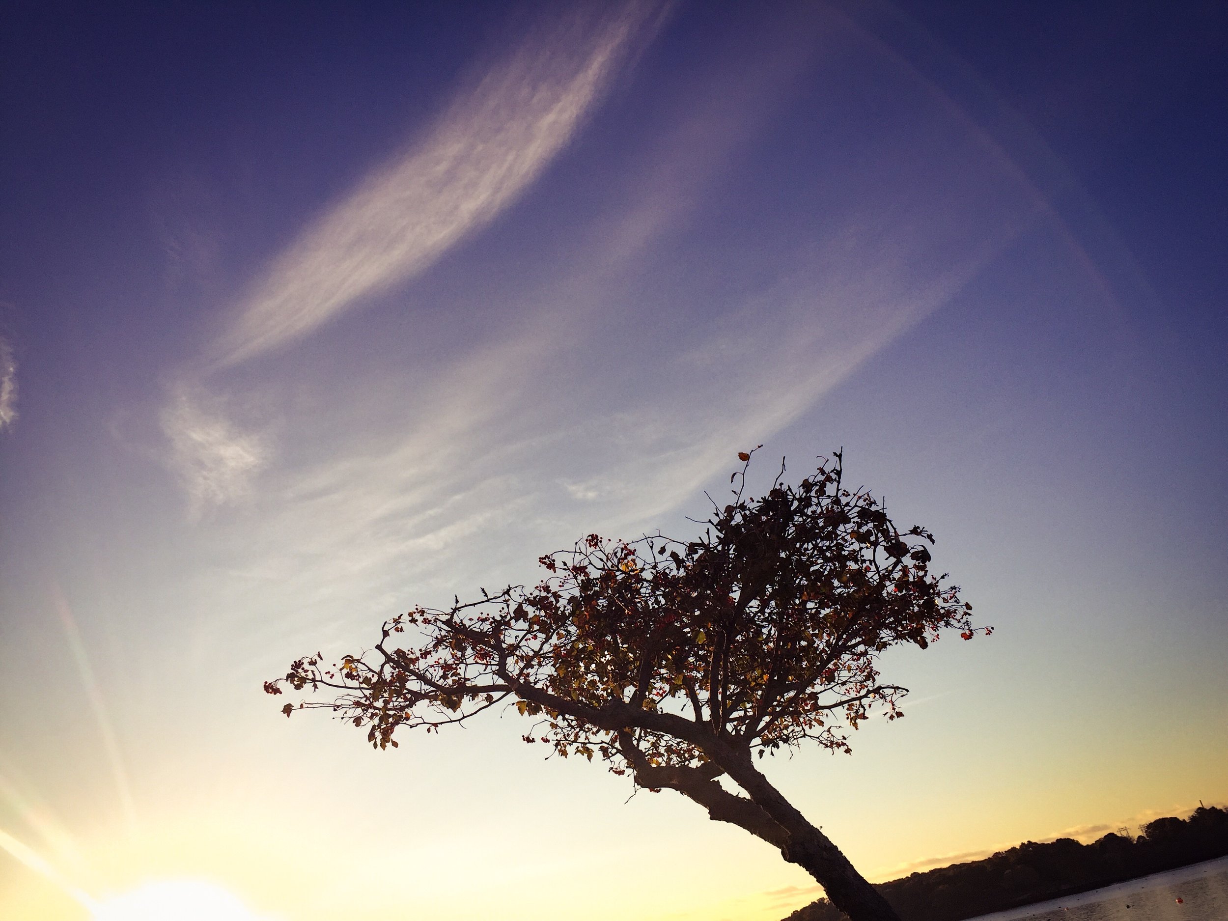 A silhouette of a tree with sparse leaves against a vibrant sunset sky with clouds and the horizon in the distance.