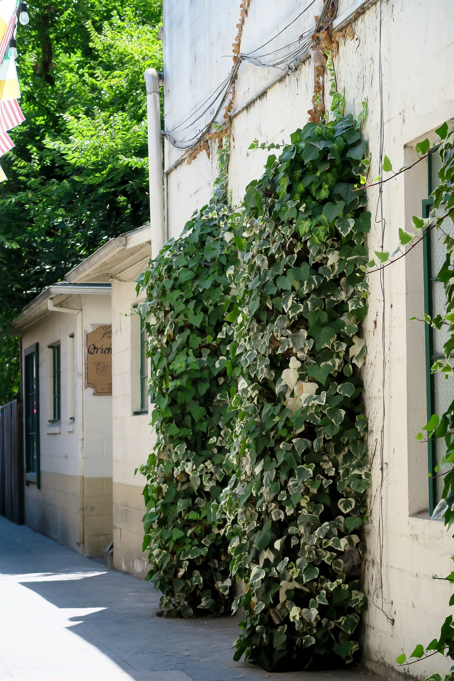 Vine growing on beige wall of building, with other greenery and building façade in background.