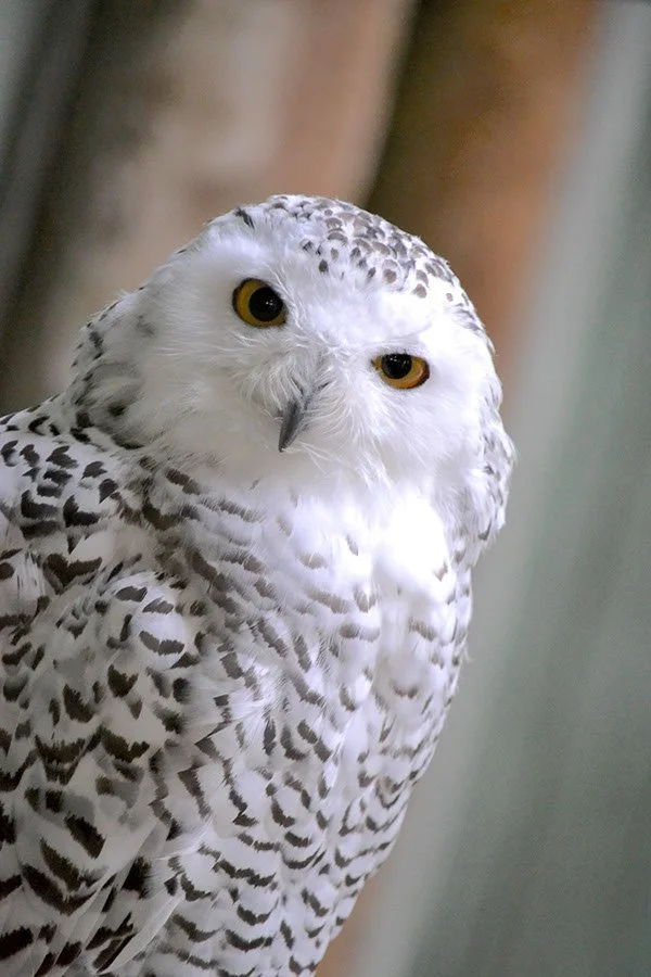 Close-up of a snowy owl with white feathers and black markings, looking at the camera.