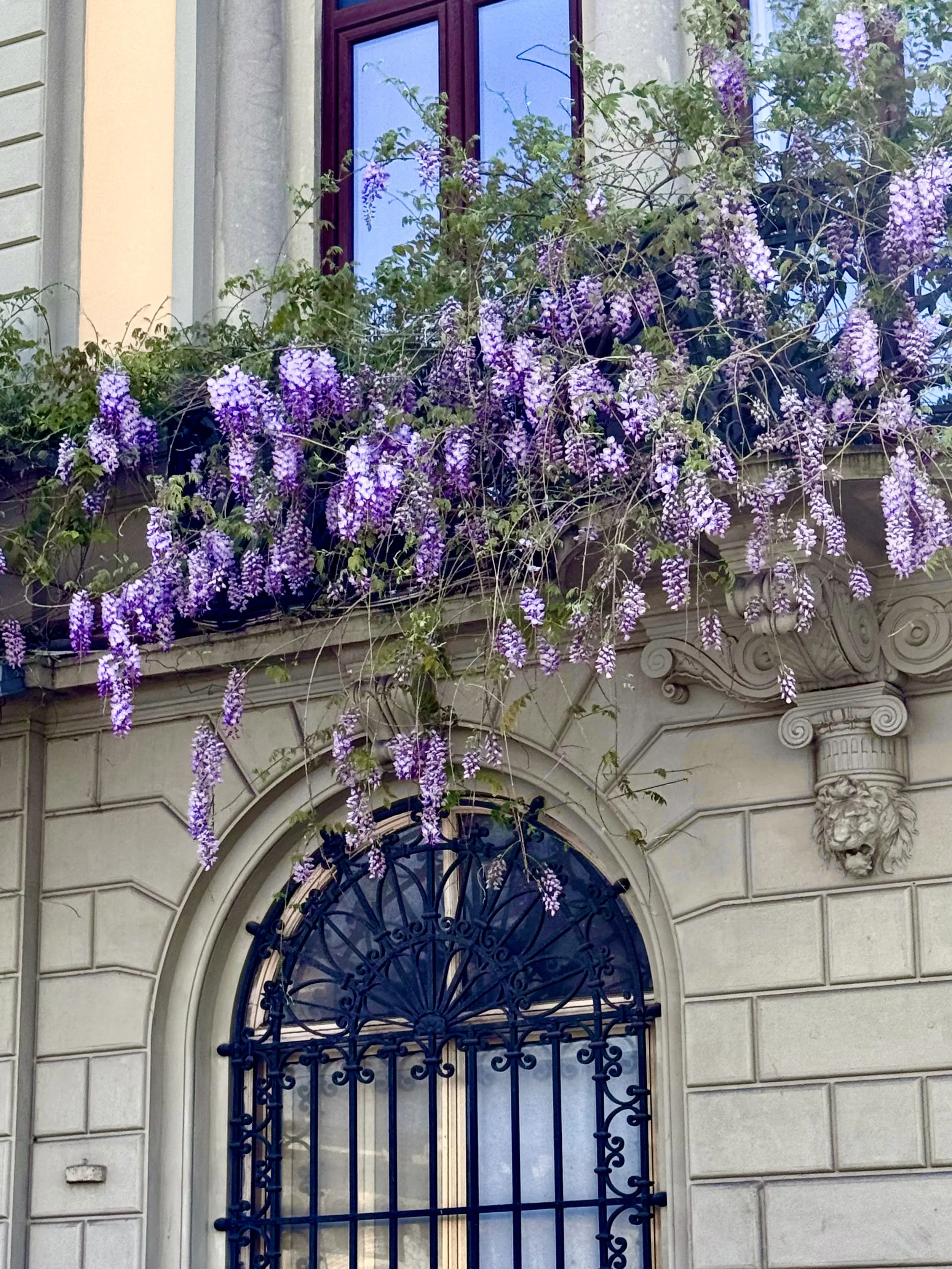 A decorative wrought iron gate with a large arched window, above which is a window with purple flowers and green leaves cascading over the edge of the building, set in a beige stone facade with ornamental carvings and a lion head sculpture.