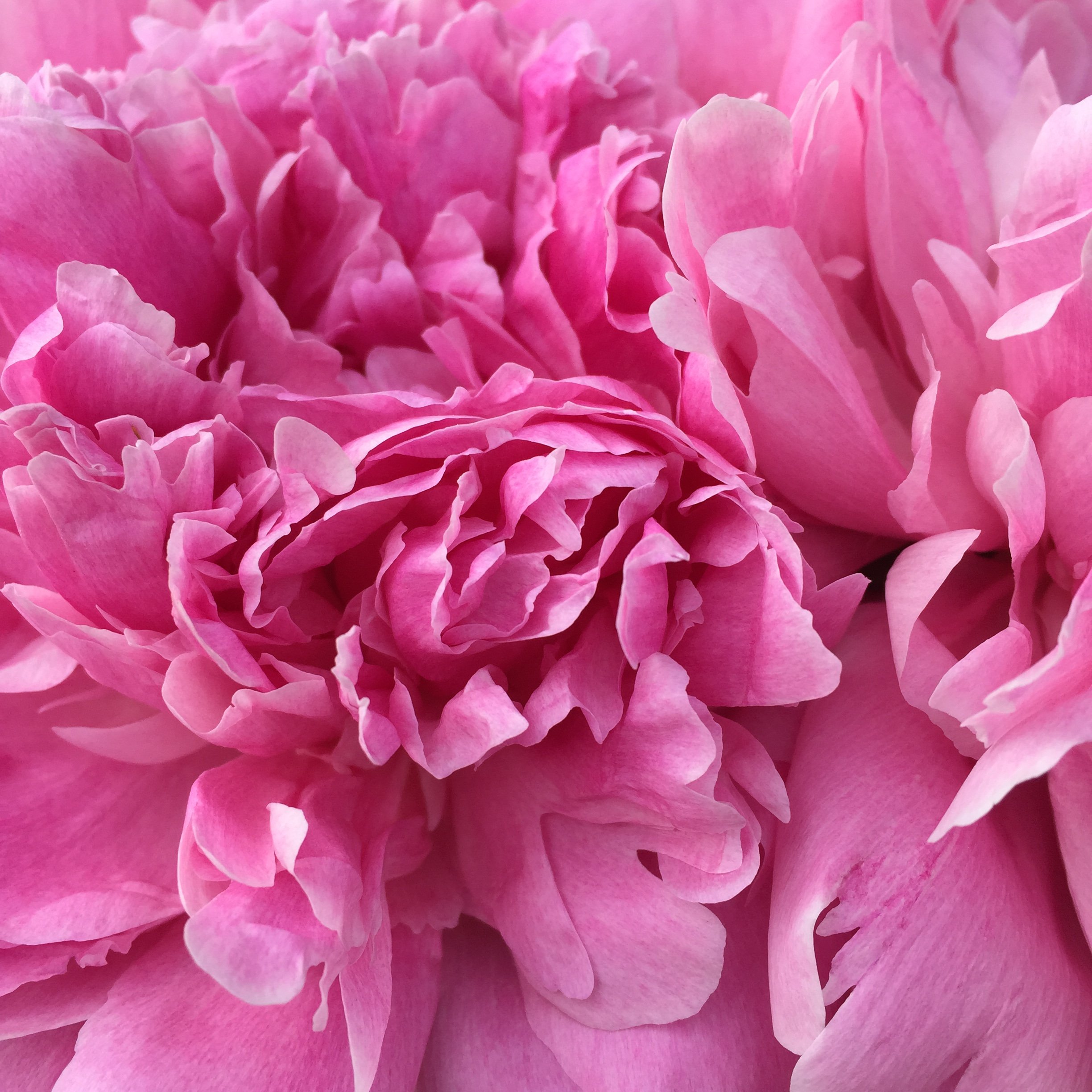 Close-up of pink hydrangea flowers with ruffled petals.