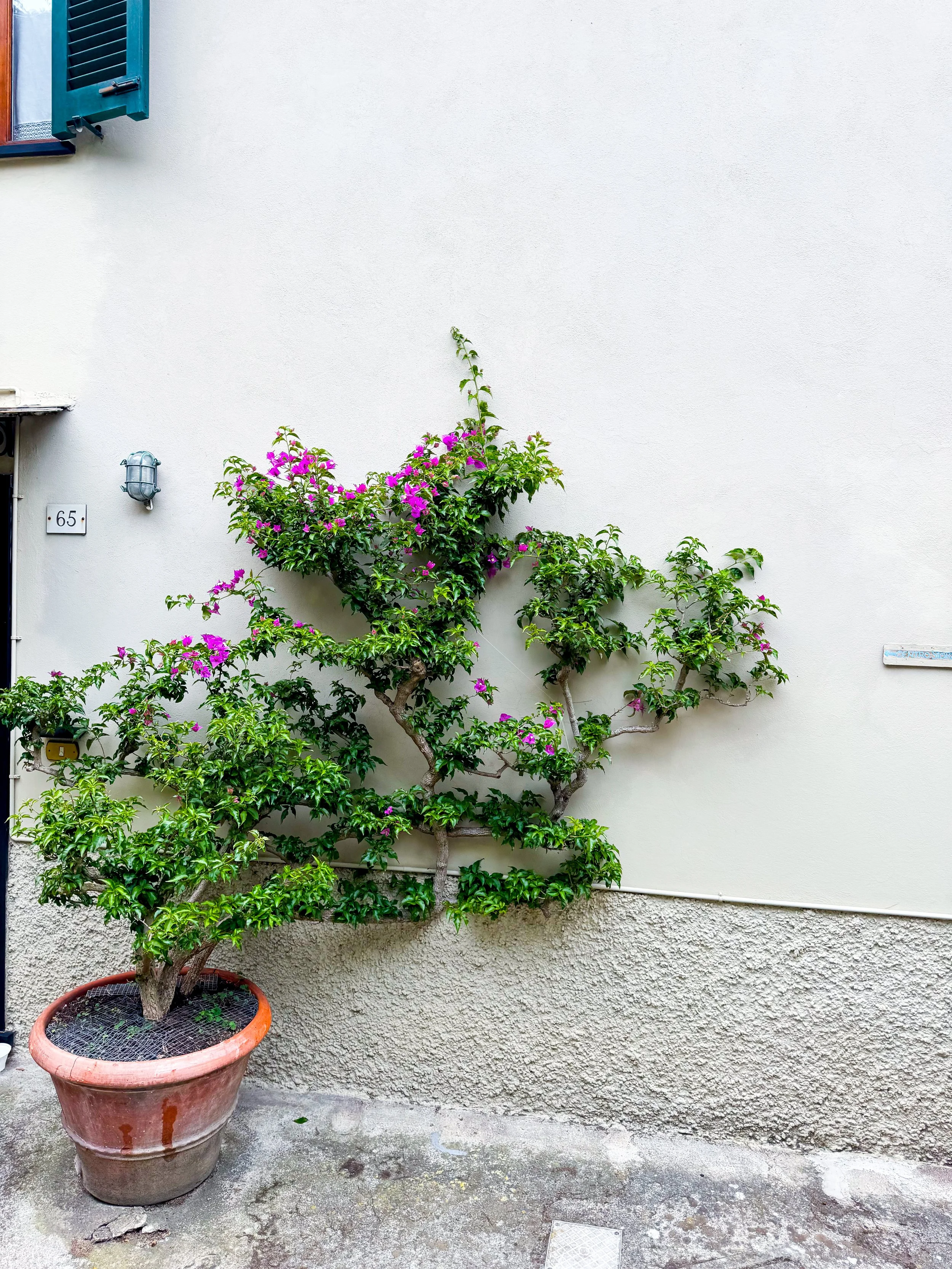Potted plant with pink flowers and green leaves against a white wall with a window, a wall pipe, and a metal sign.