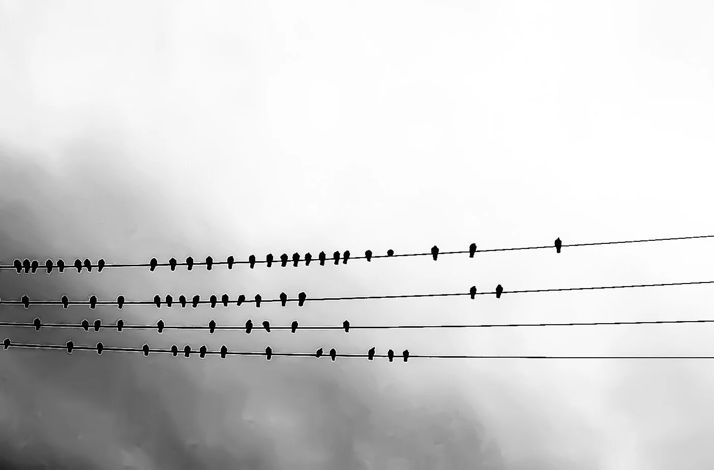 Black birds perched on power lines against a cloudy sky in black and white.