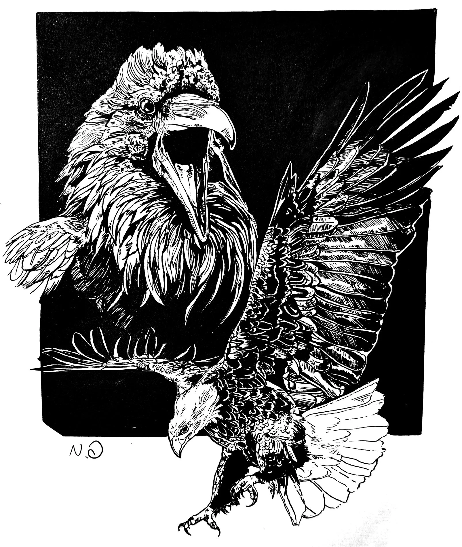 LQ-Birds.jpg