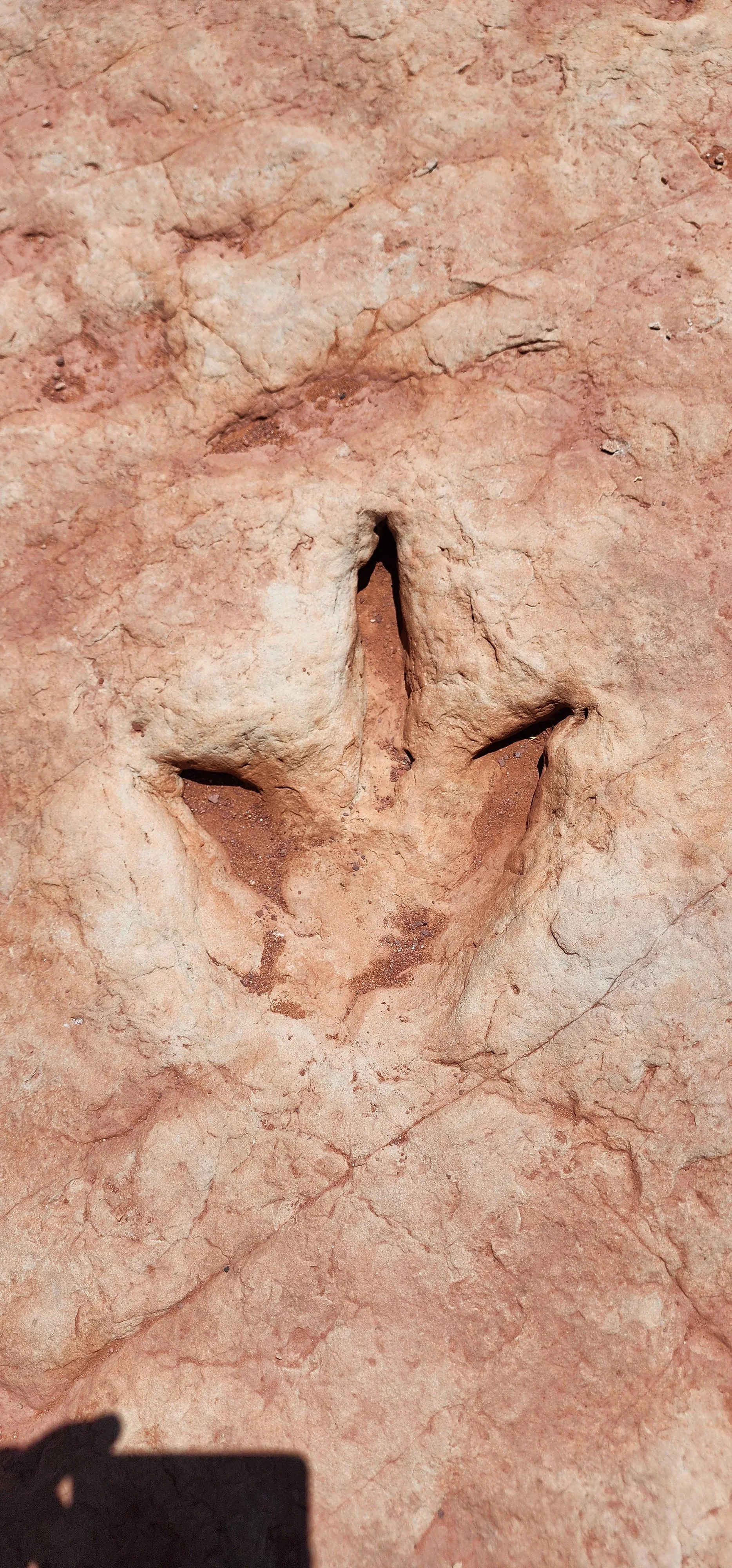 Dinosaur tracks near Tuba City on way to Monument Valley
