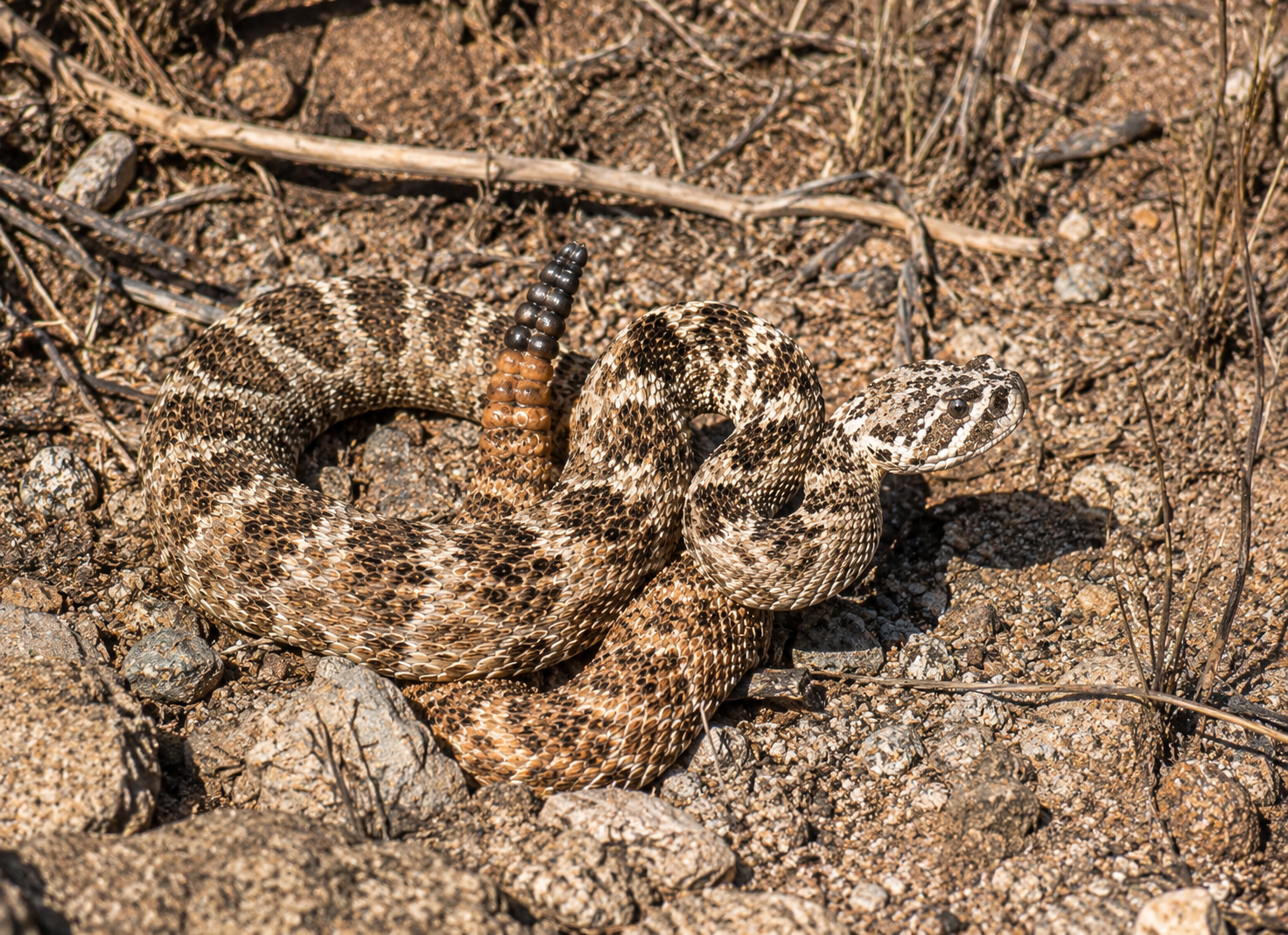 Tiger rattlesnake