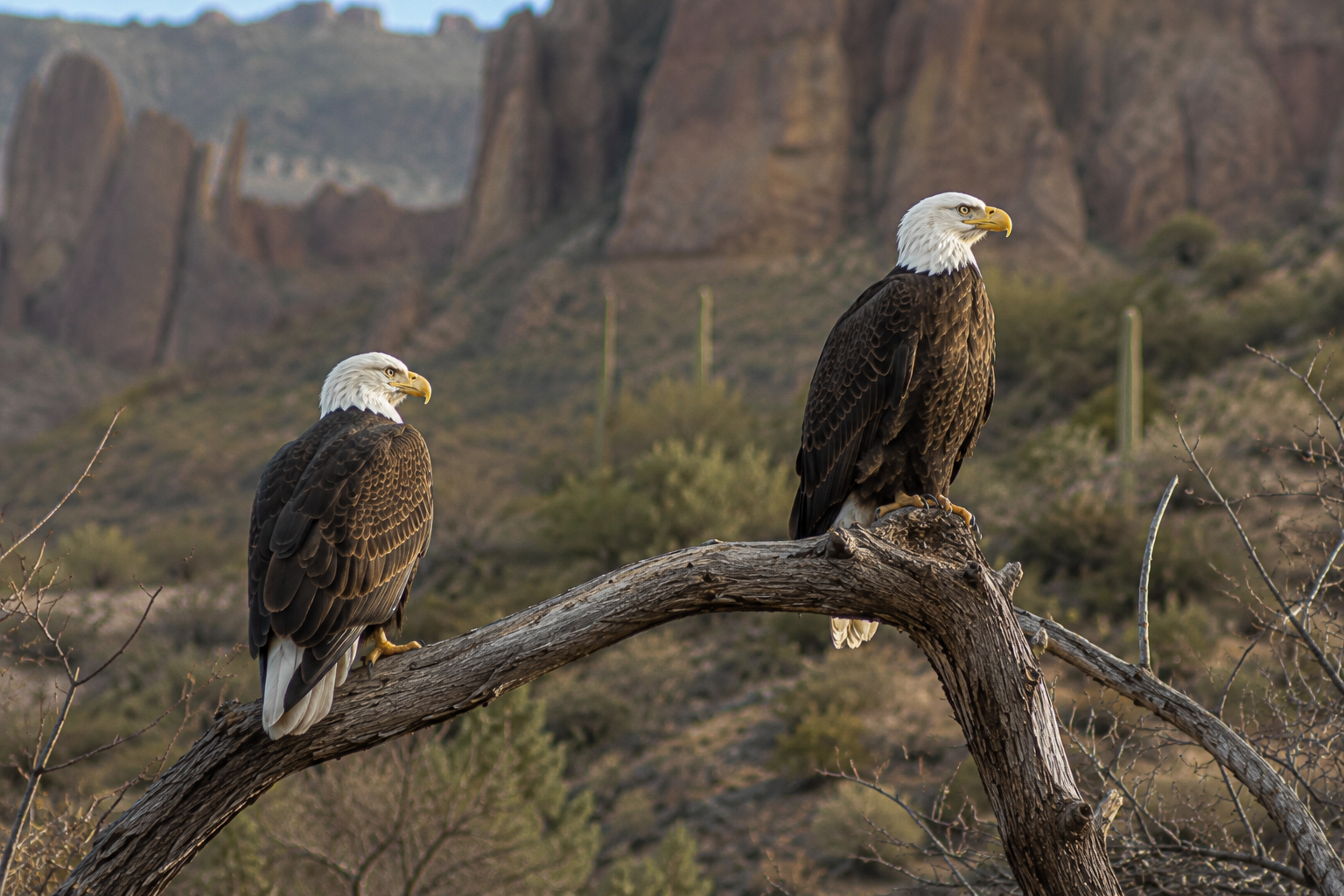 Bald Eagle