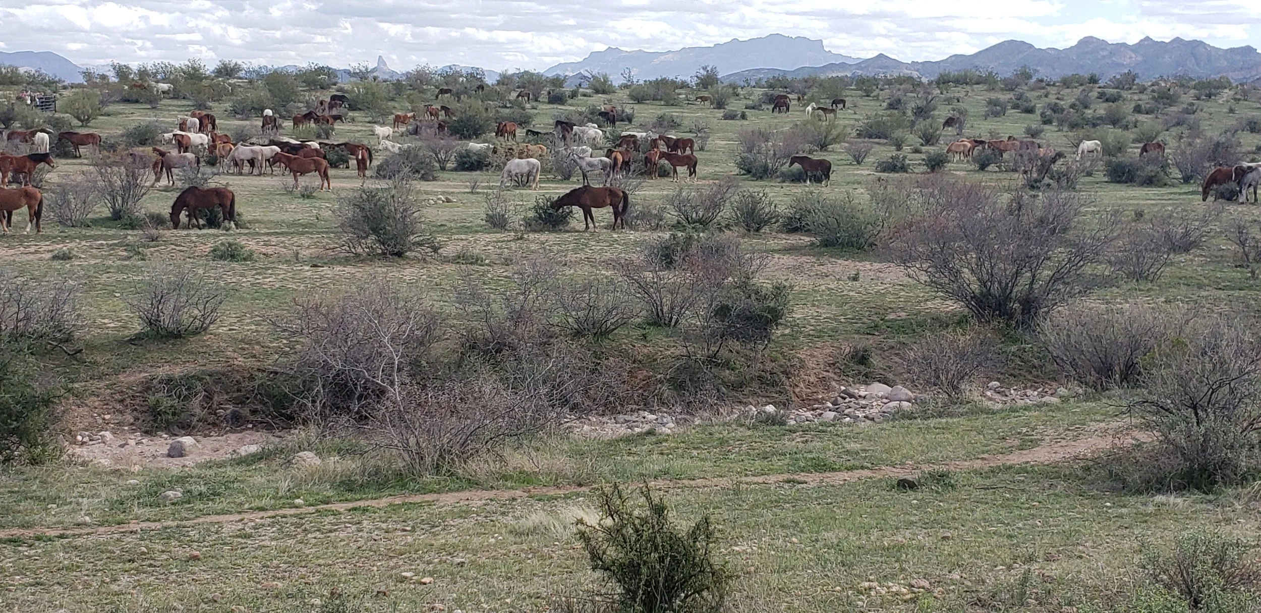 Salt River horses
