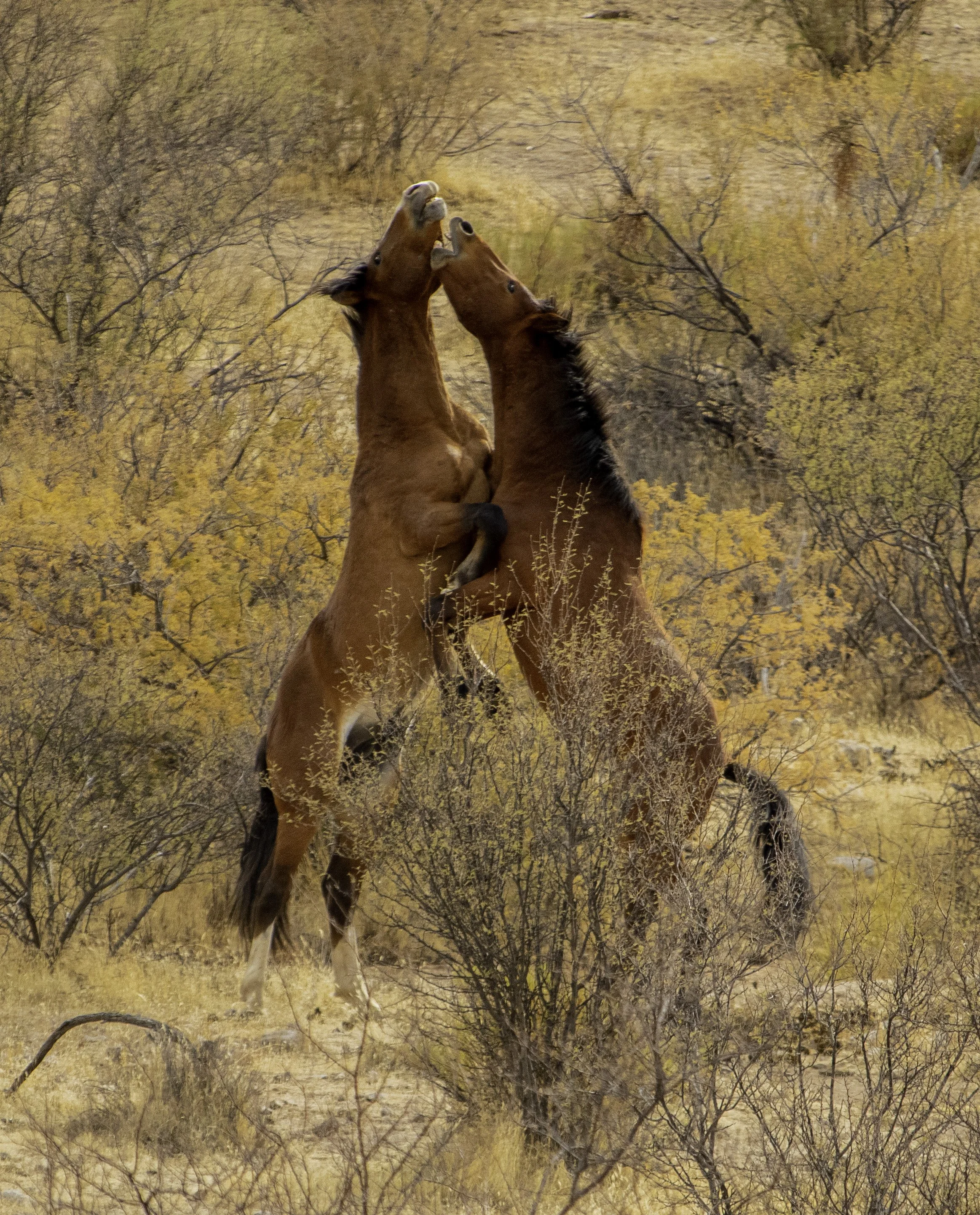 Dueling horses 3 IMG_5243.jpg