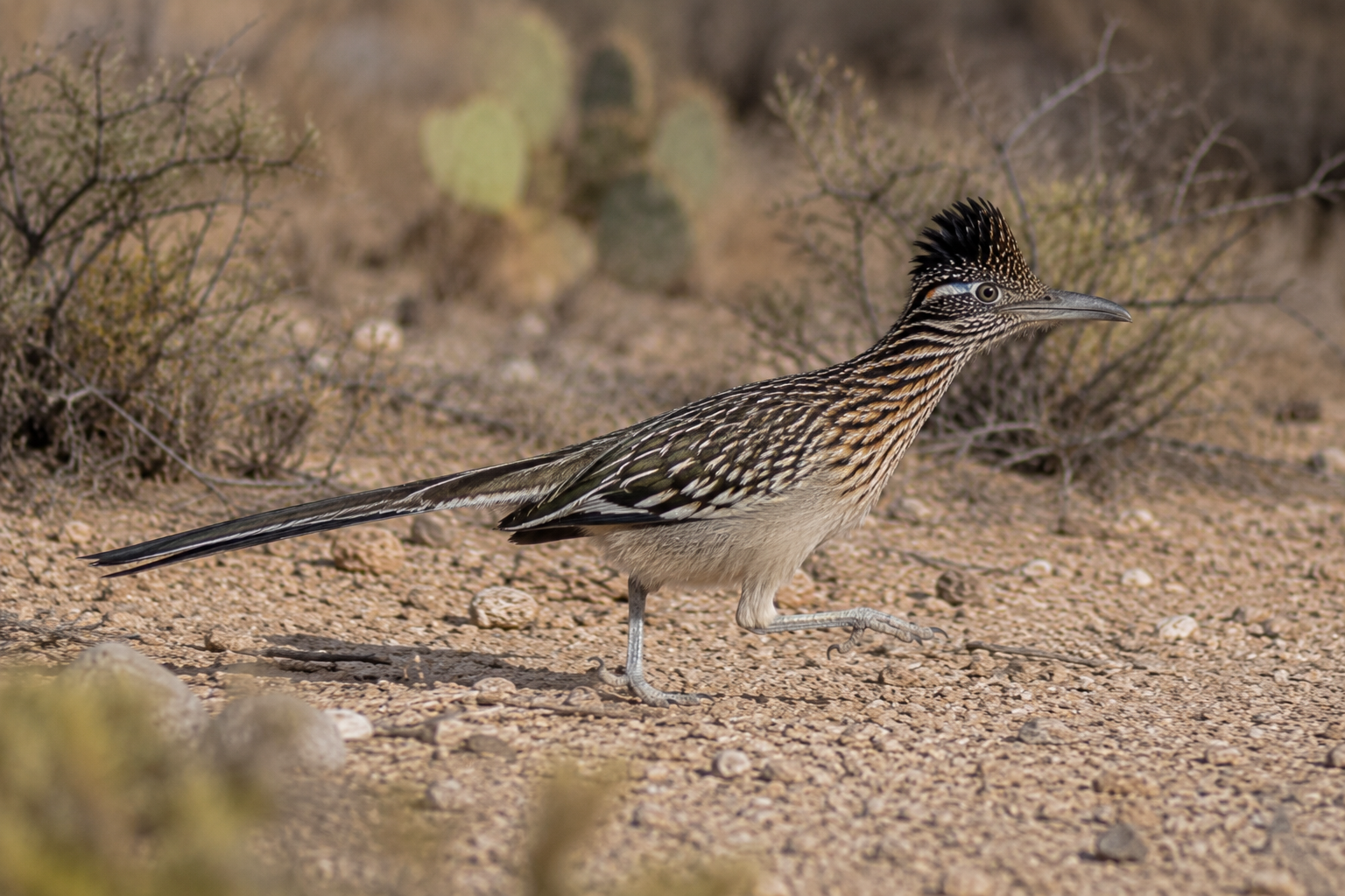 Roadrunner
