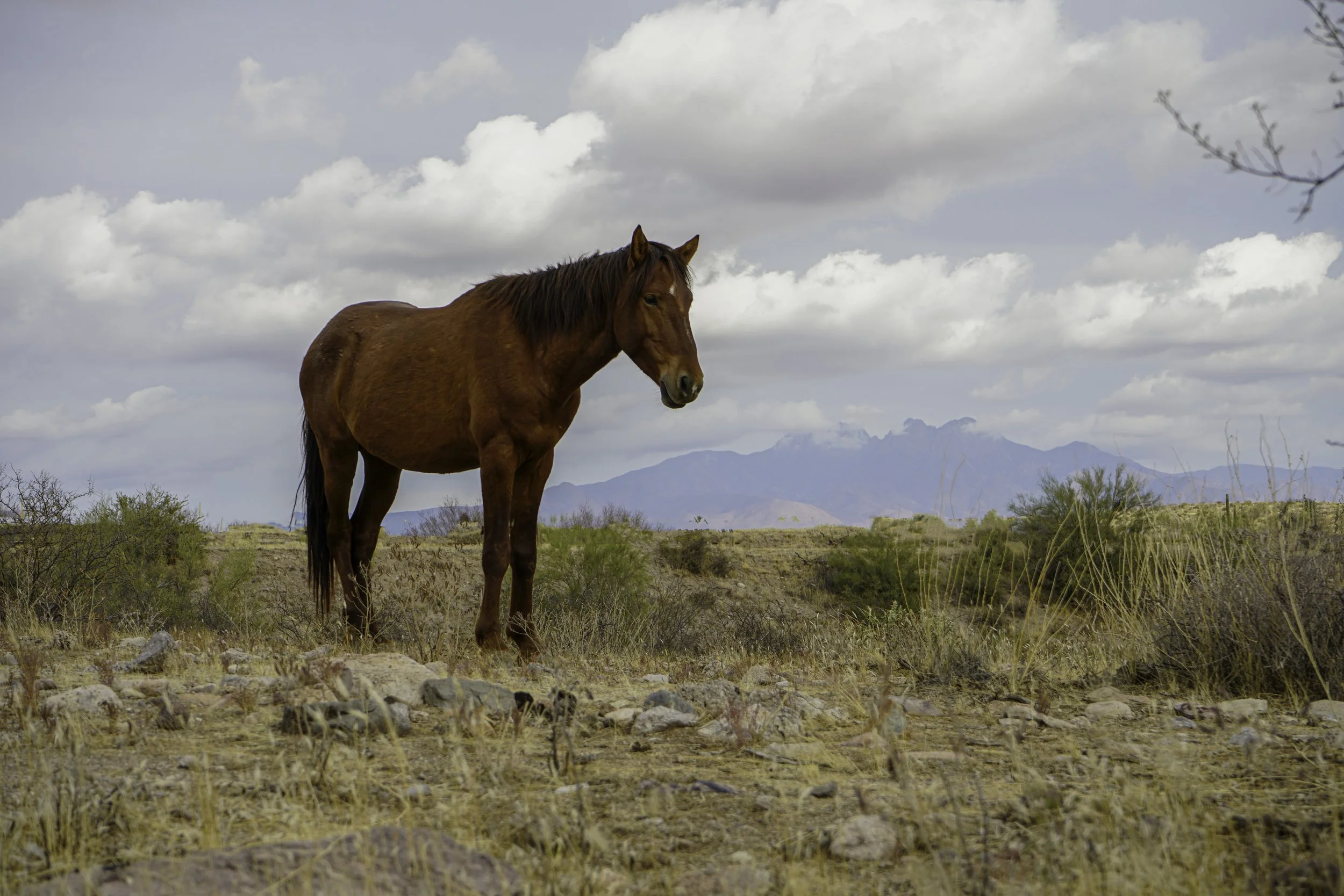 Four peaks horse DSC05235.jpg