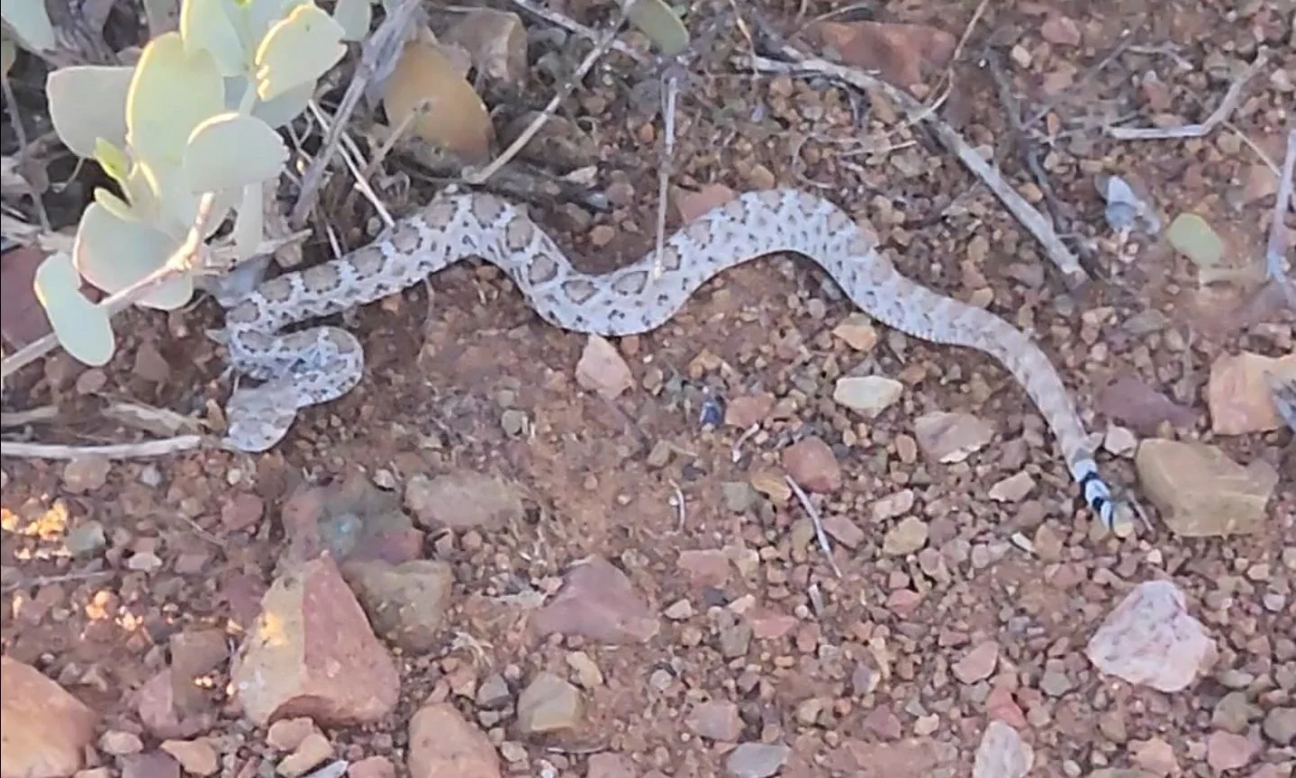 Western Diamondback Rattlesnake (Young one pictured, 12-14 inches)