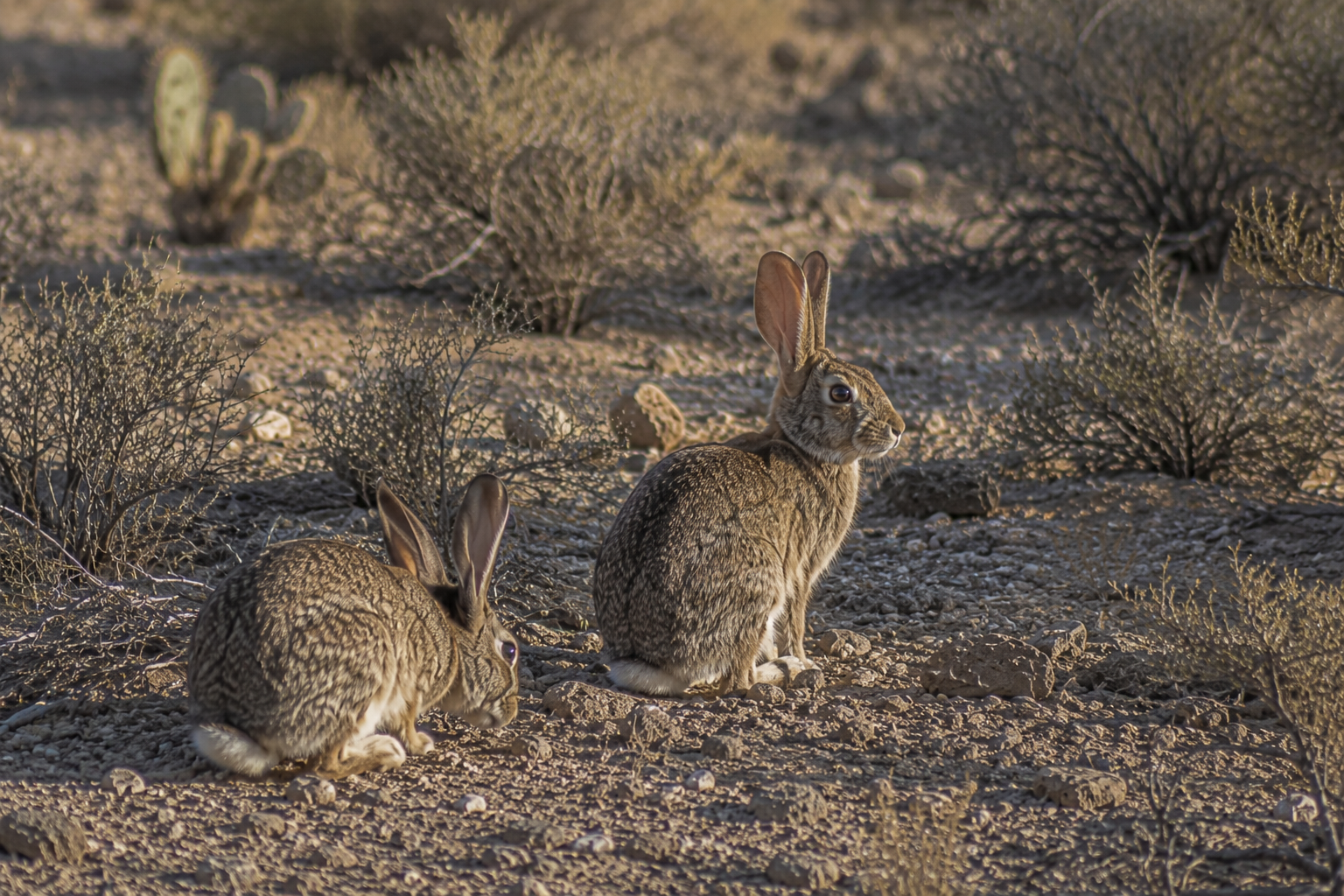 Rabbit