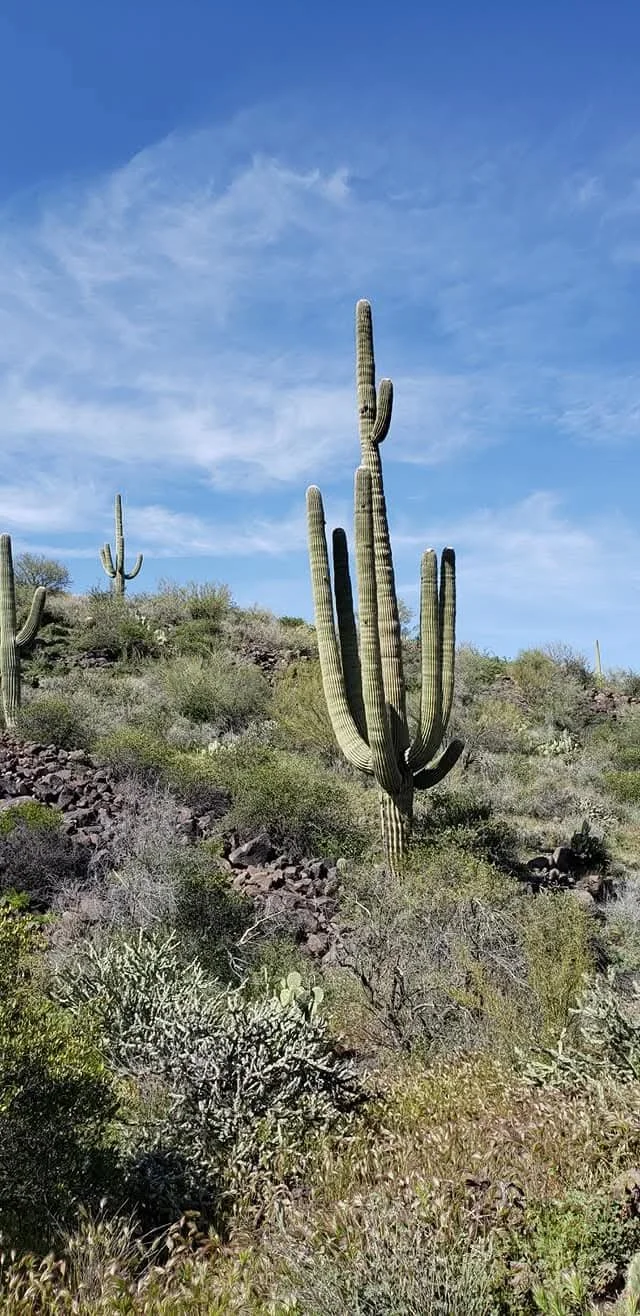 Saguaro