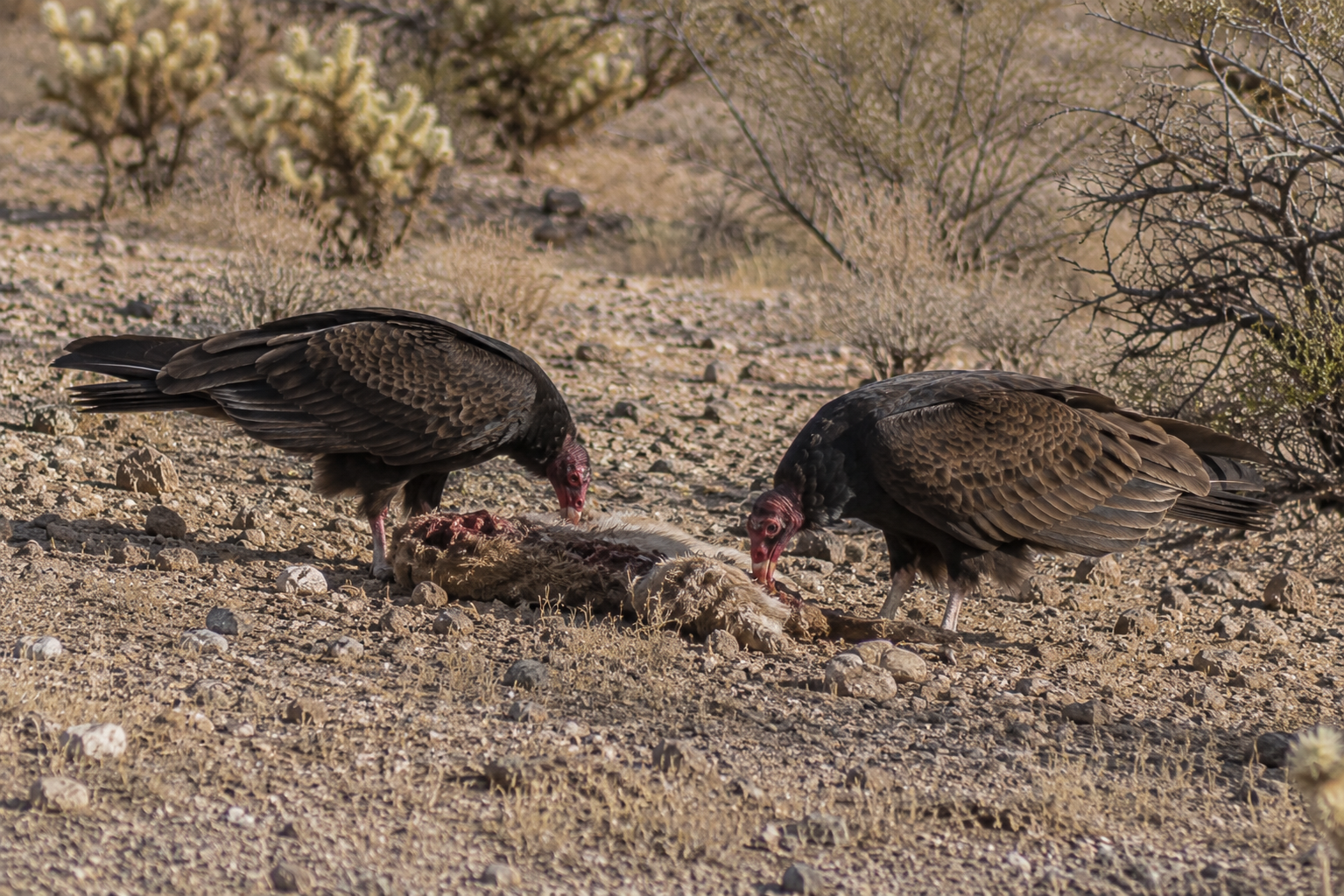 Turkey vulture
