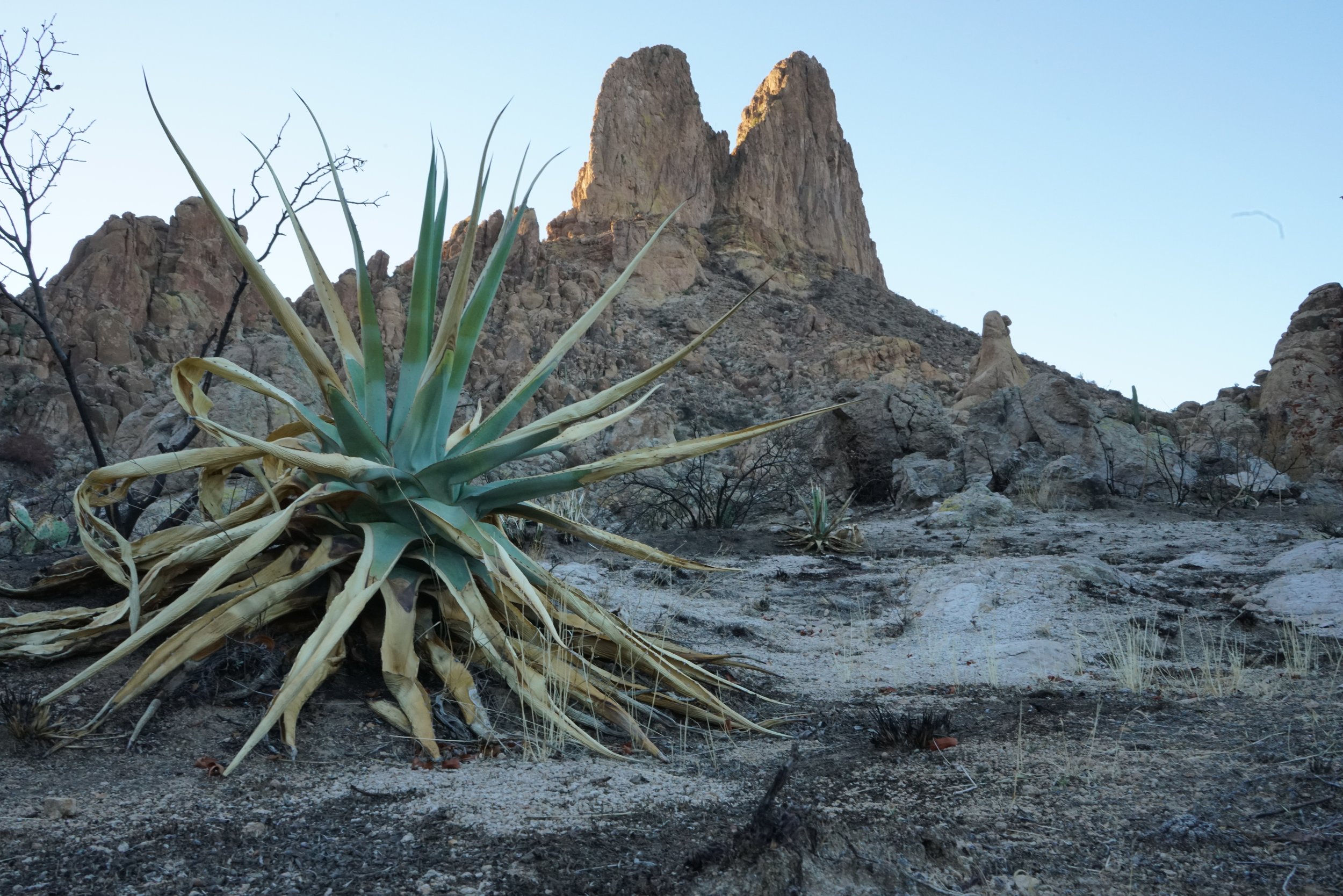 Weavers Needle loop