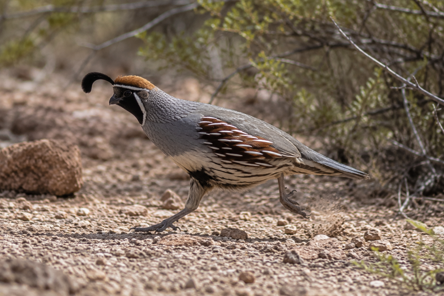 Quail