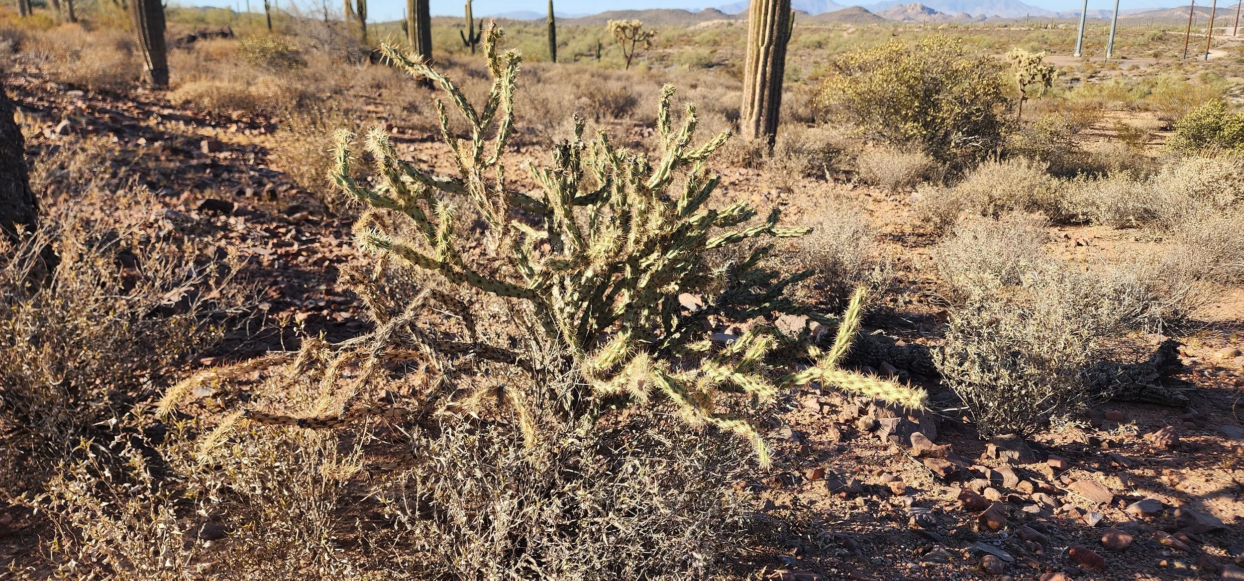 Pencil cholla