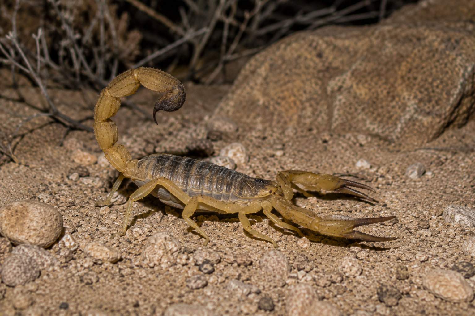 Scorpion