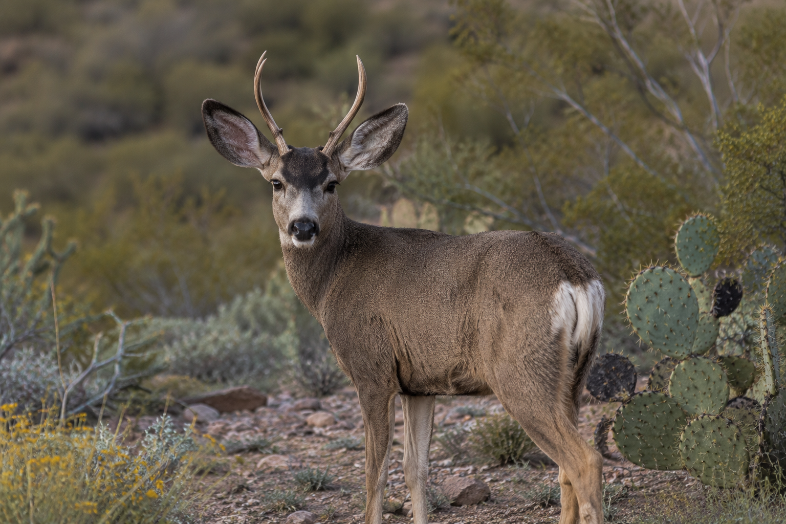 Mule Deer