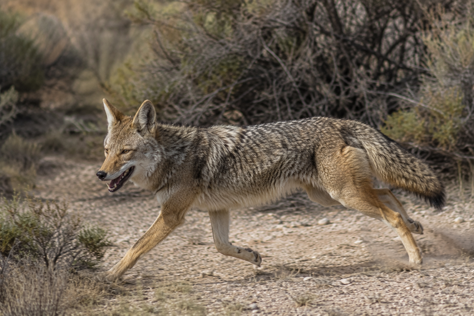 Coyote