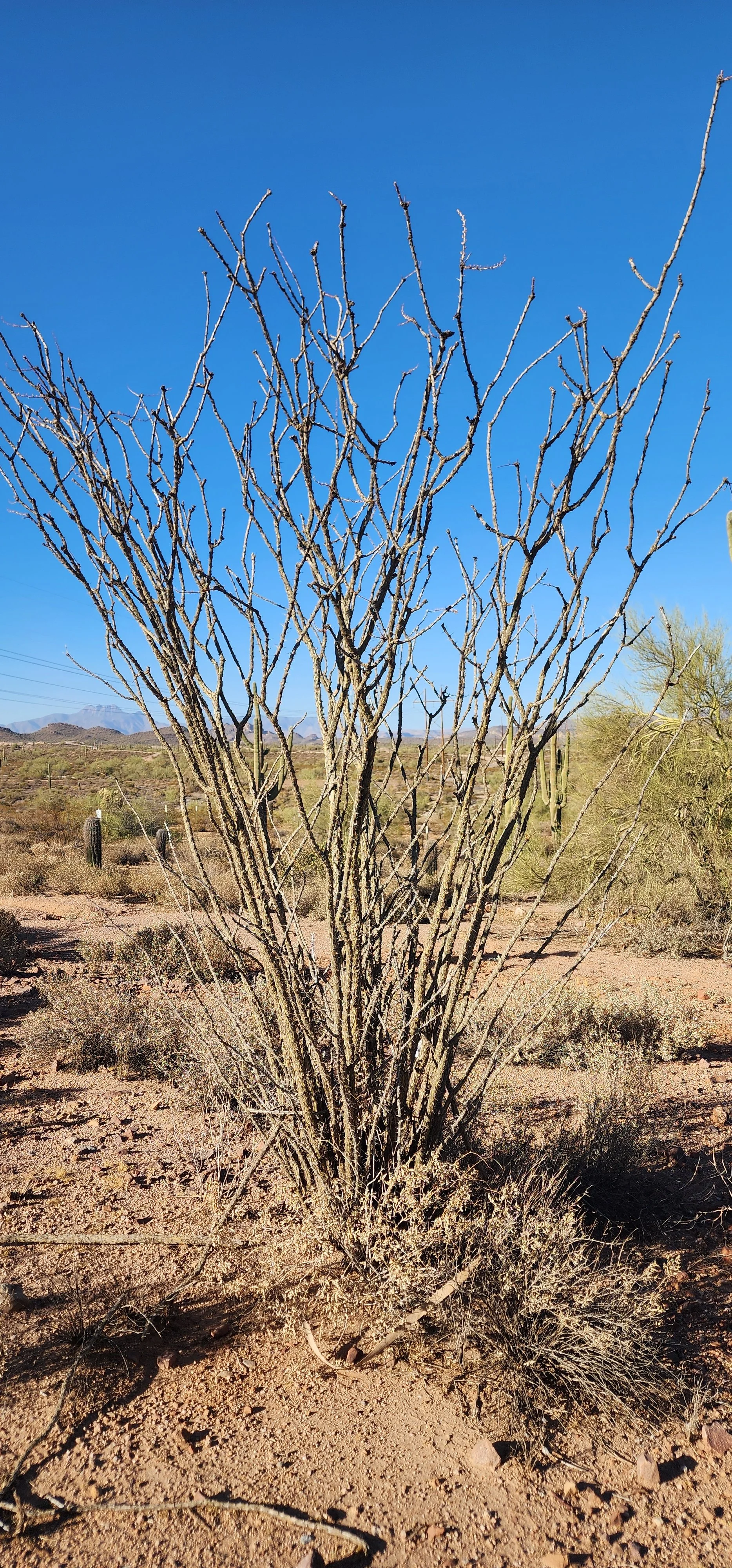 Ocotillo