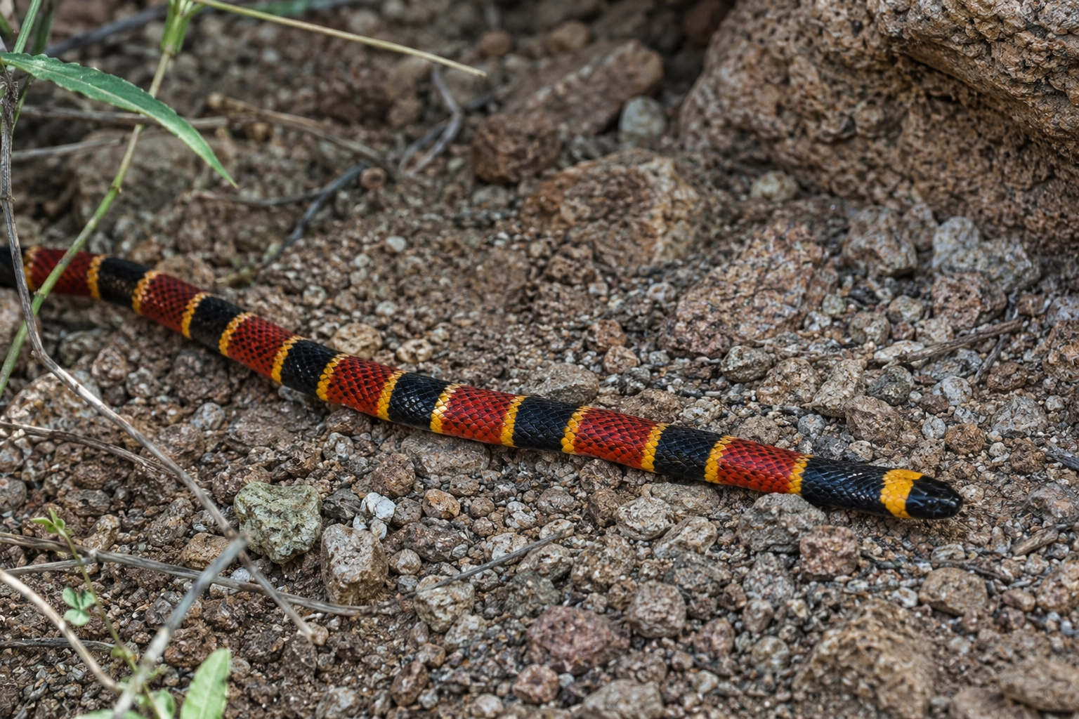 Western Coral Snake