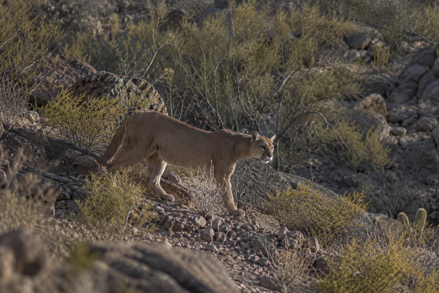 Mountain lion