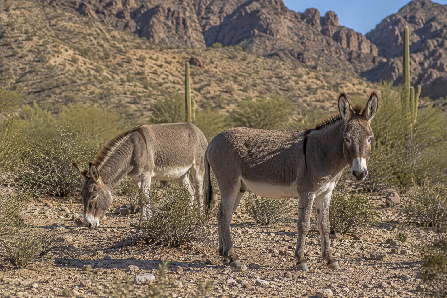 Burro