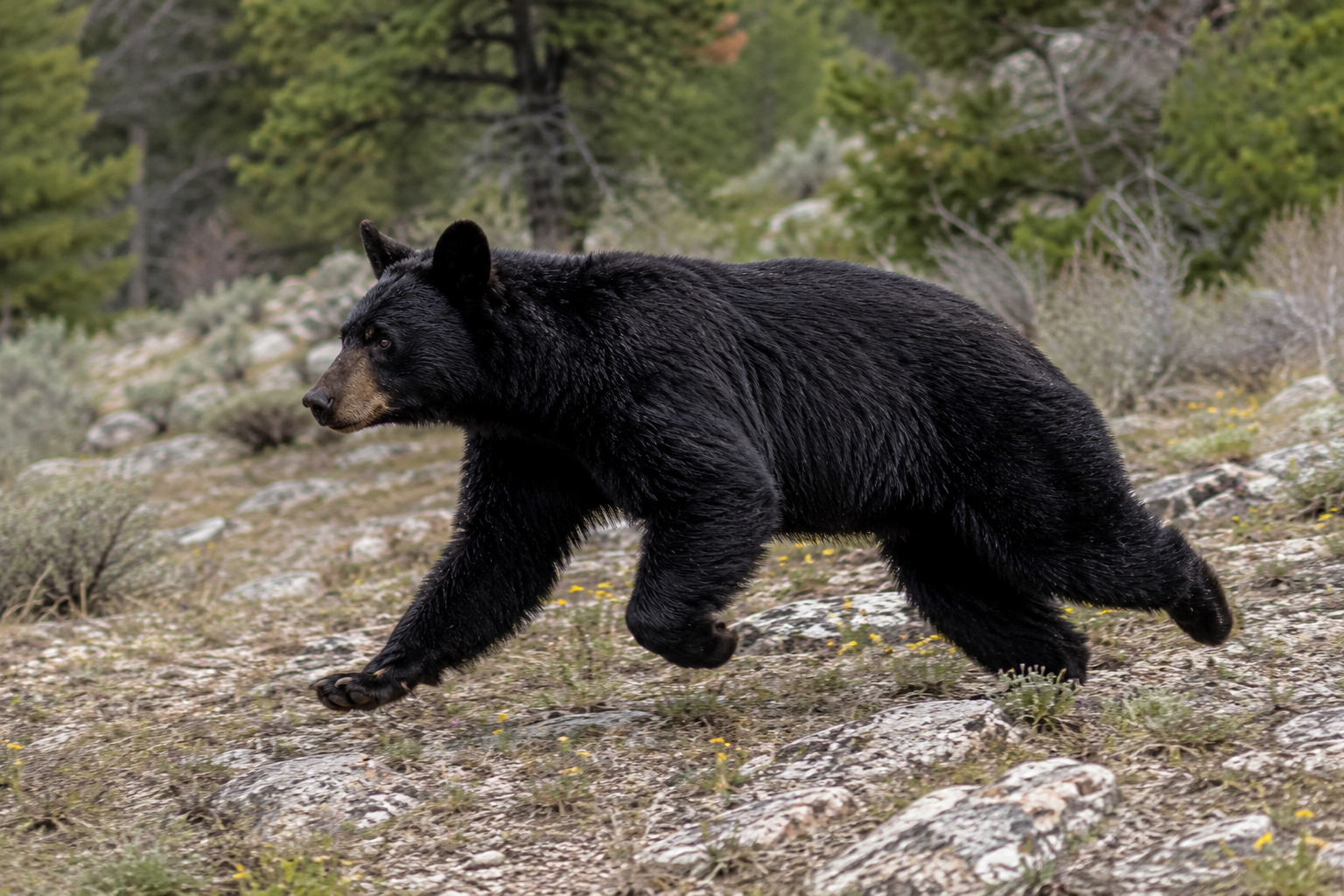Black bear
