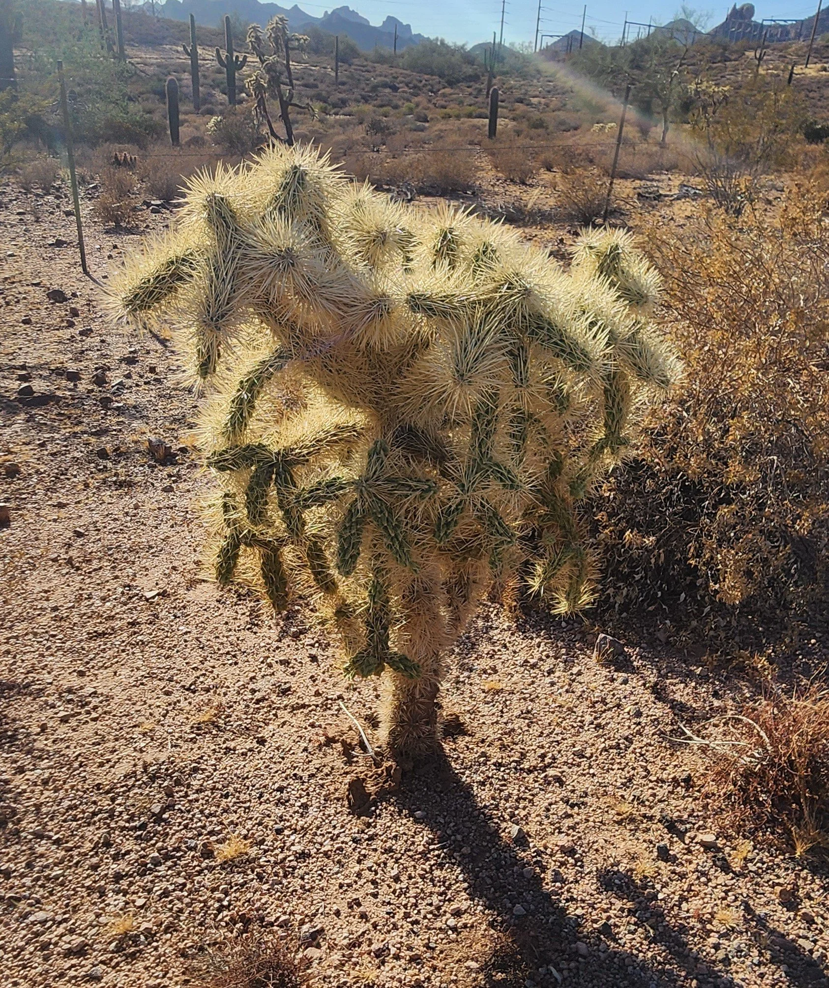 Teddy Bear Cholla