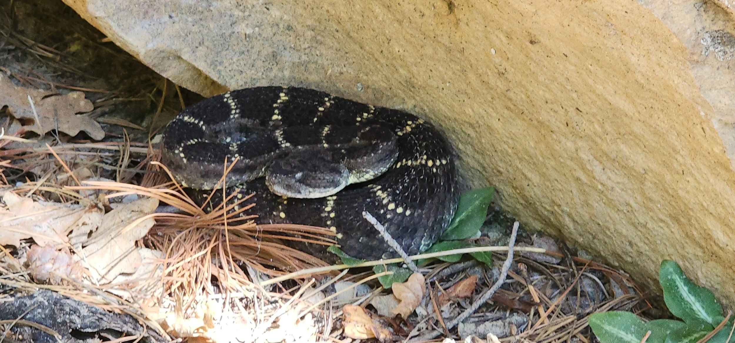 Snakes