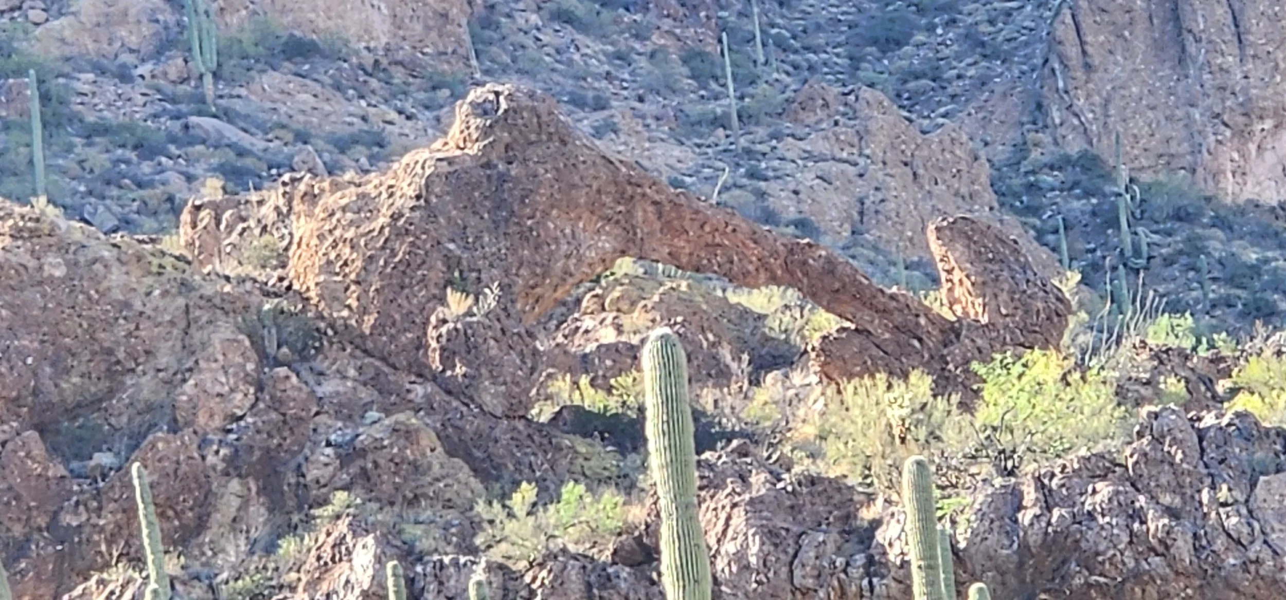 Elephant arch