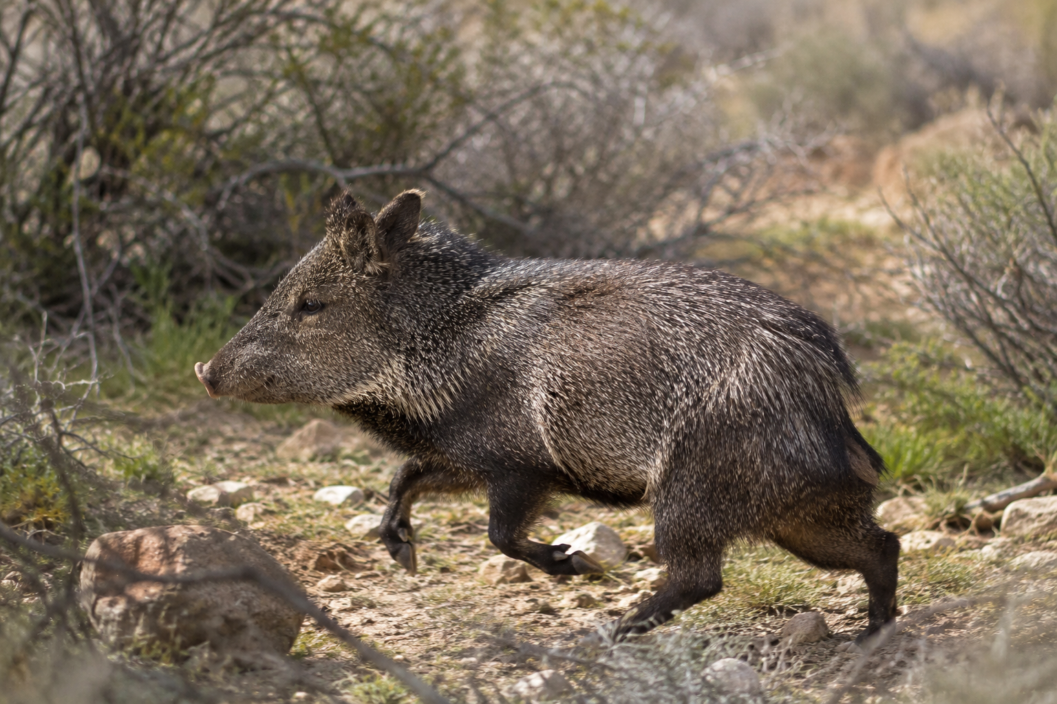 Javelina