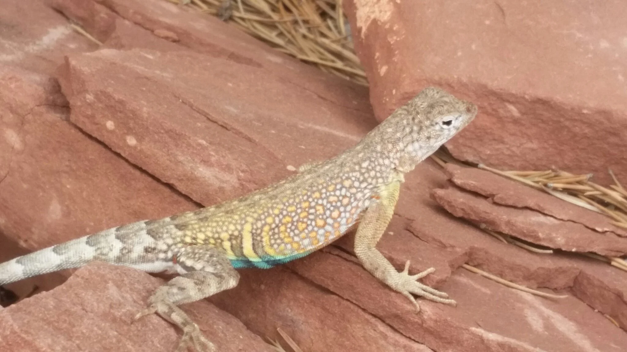 Gecko