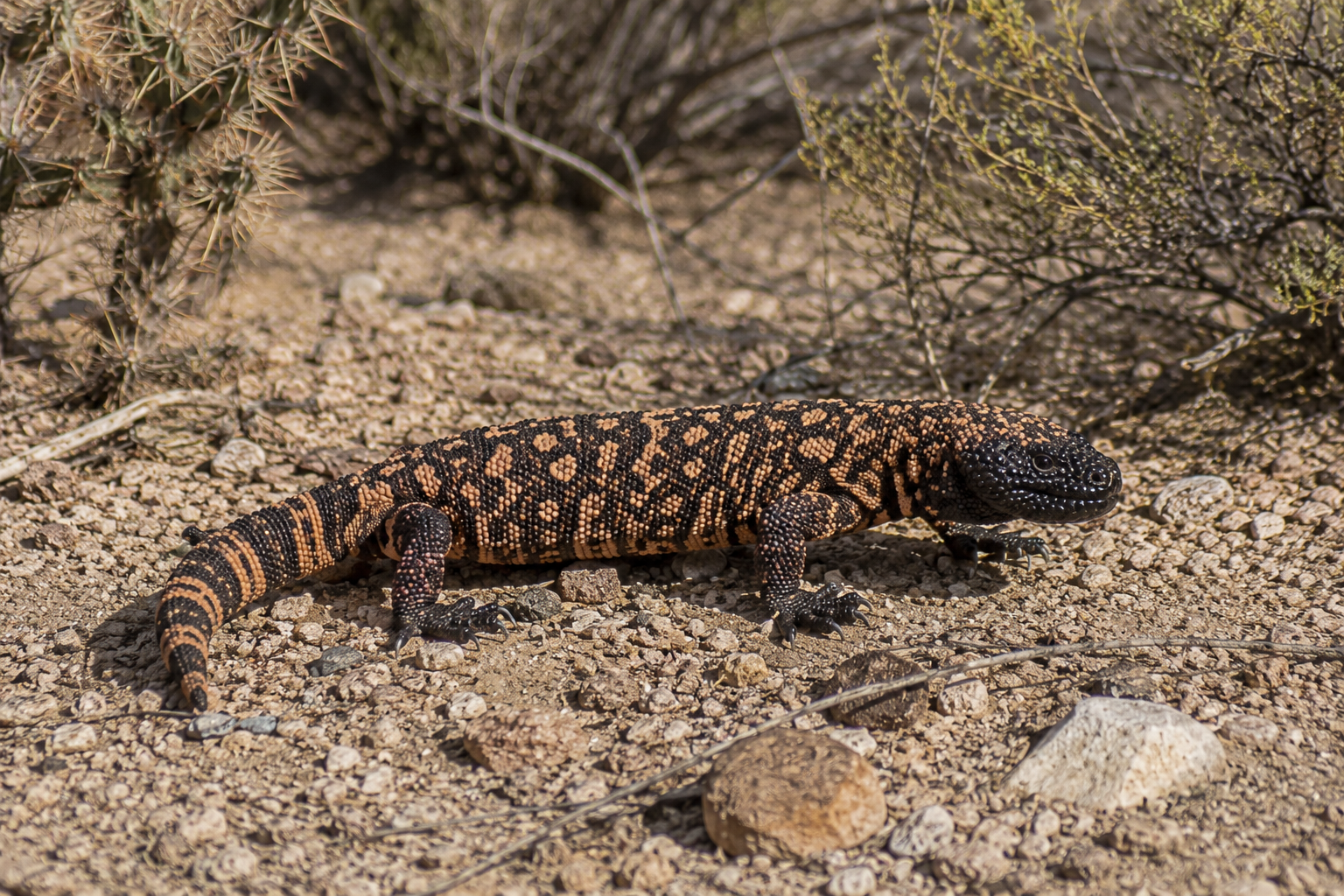 Gila monster