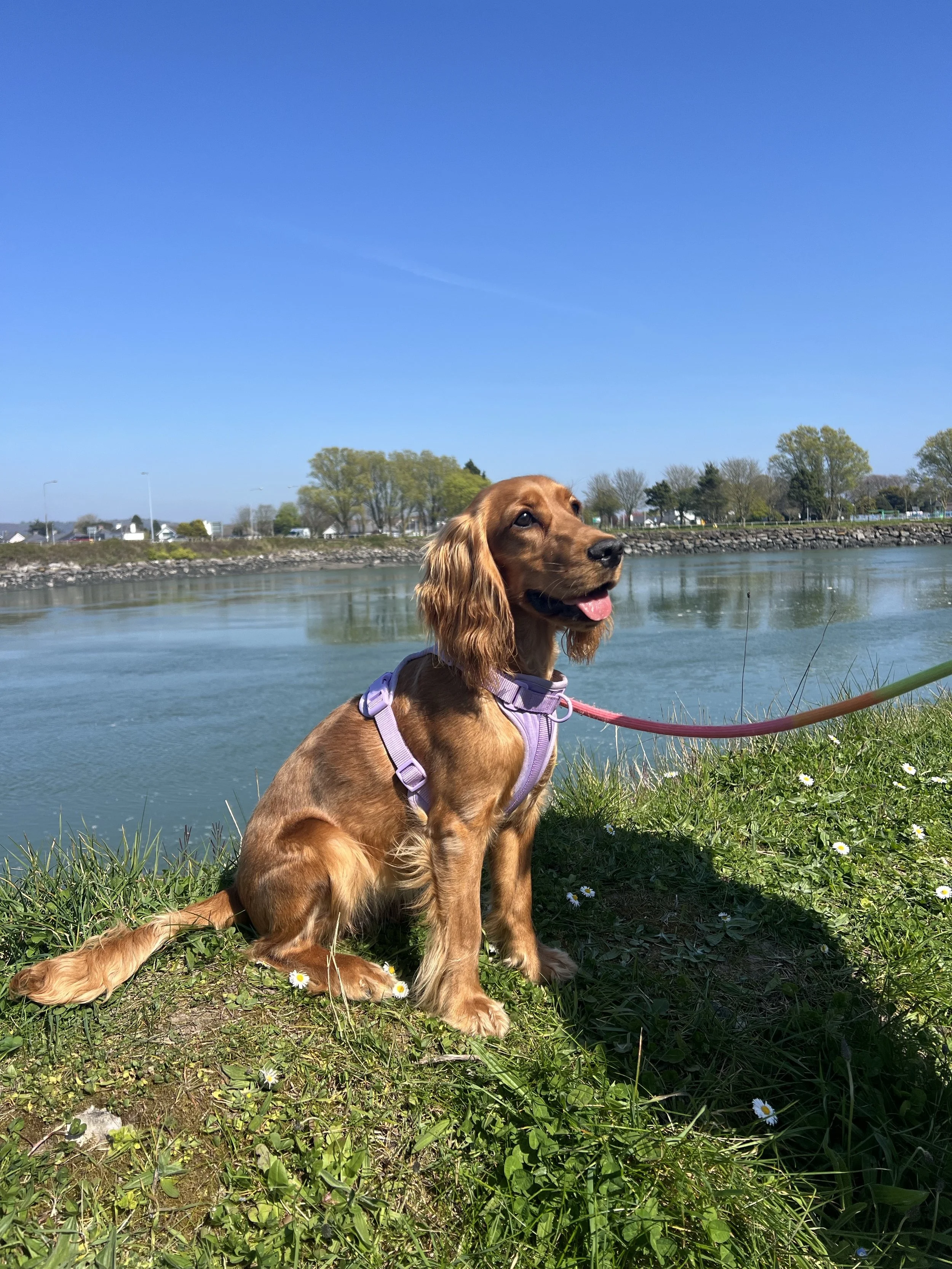 A brown dog with long ears, wearing a purple harness, sitting on grass near a body of water with trees and a blue sky in the background.