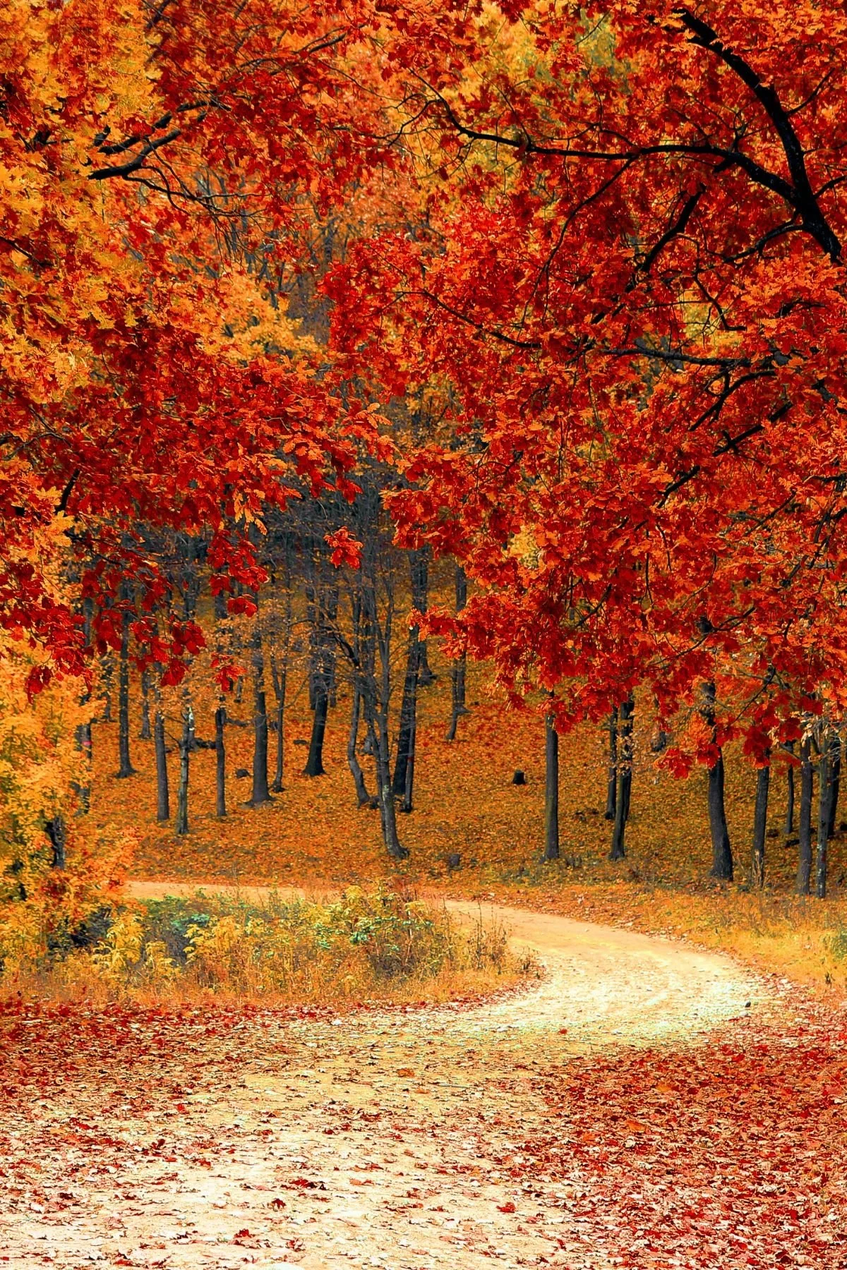 A dirt pathway winding through a forest with vibrant autumn leaves in red, orange, and yellow. Tall trees with colorful foliage line the path, which is covered with fallen leaves.
