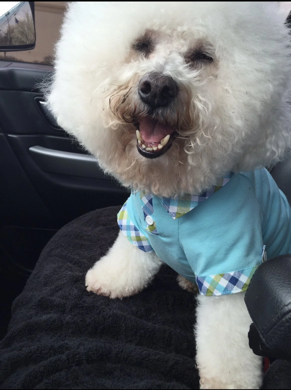 A smiling white poodle with curly fur, wearing a blue plaid shirt, sitting on a black blanket inside a car.