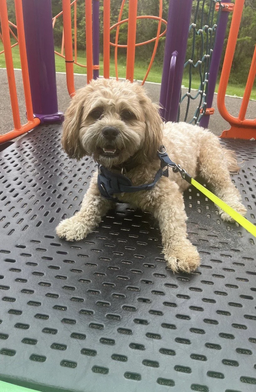 A happy small dog with curly tan fur lying on a black rubberized playground surface, surrounded by purple and orange playground equipment outdoors.