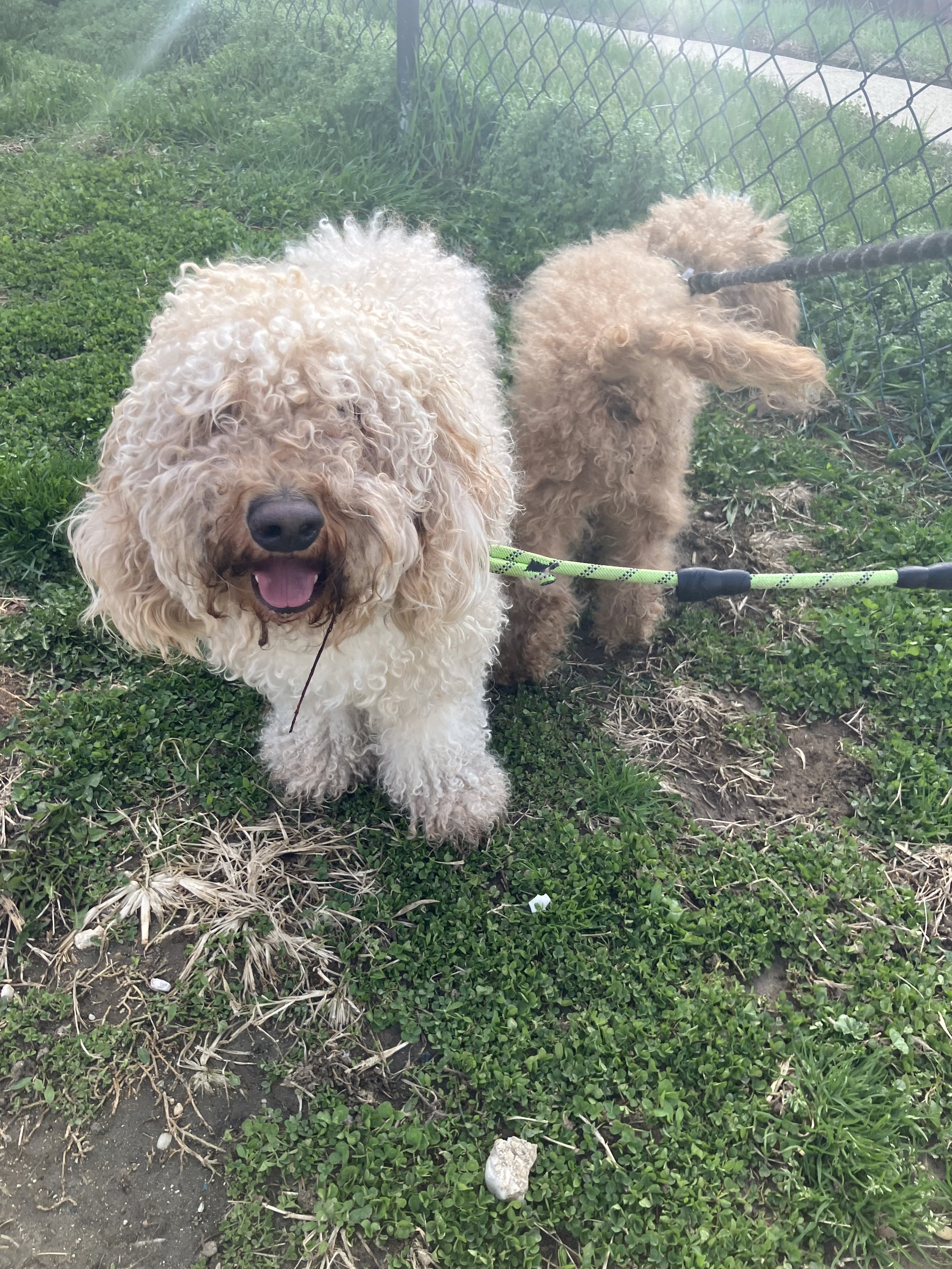 Dog Walking