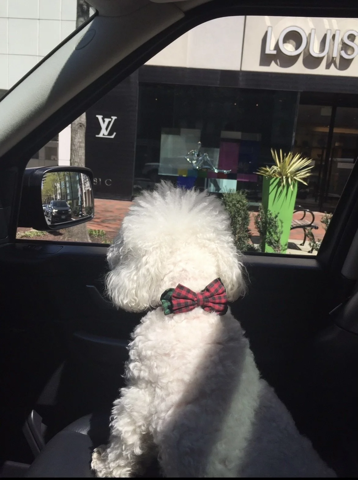 White fluffy dog wearing a red and black plaid bow tie, sitting inside a car and looking out the window at a Louis Vuitton store with a green planter and a decorative metal sculpture outside.