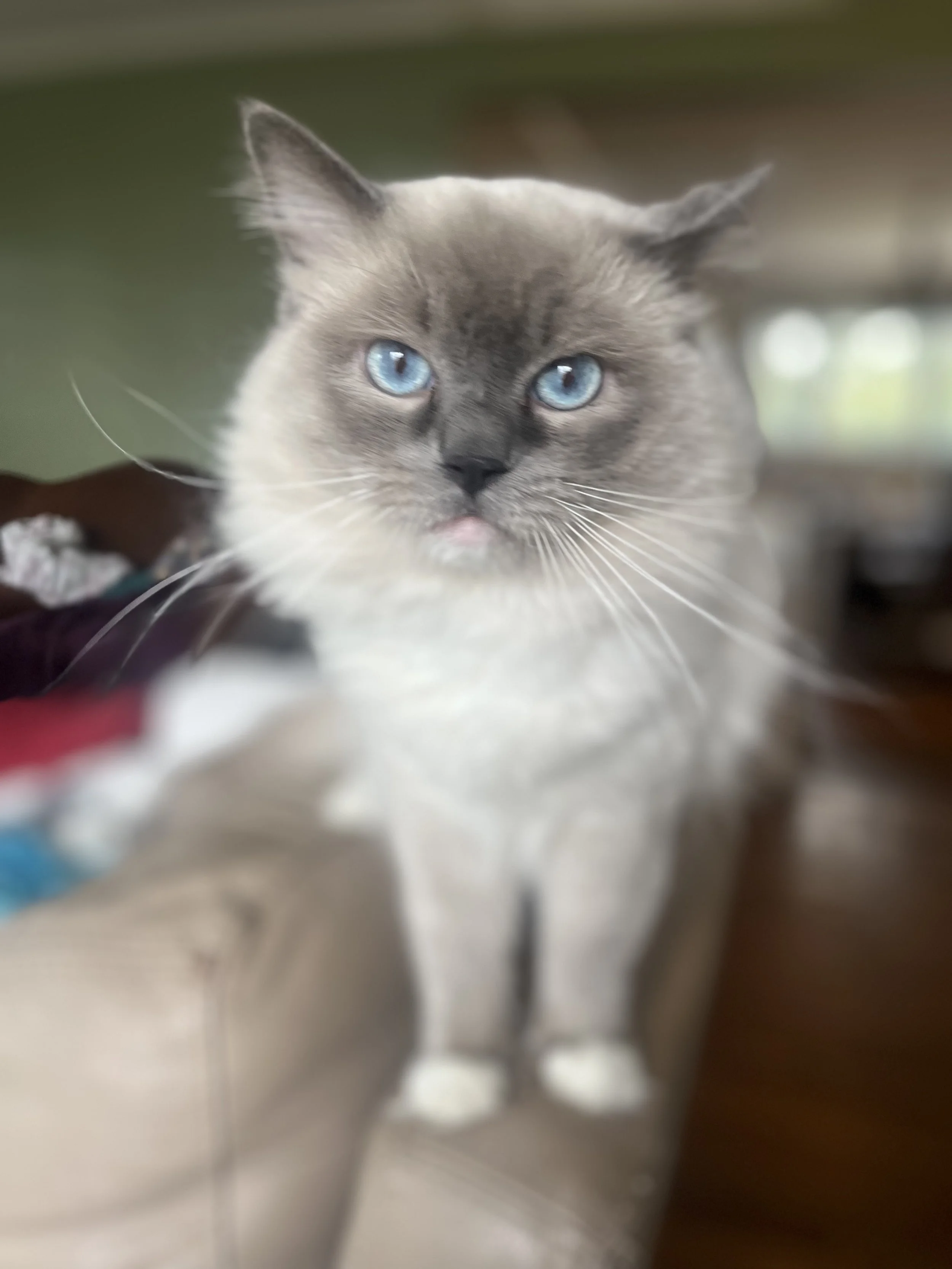 mitten .jpg