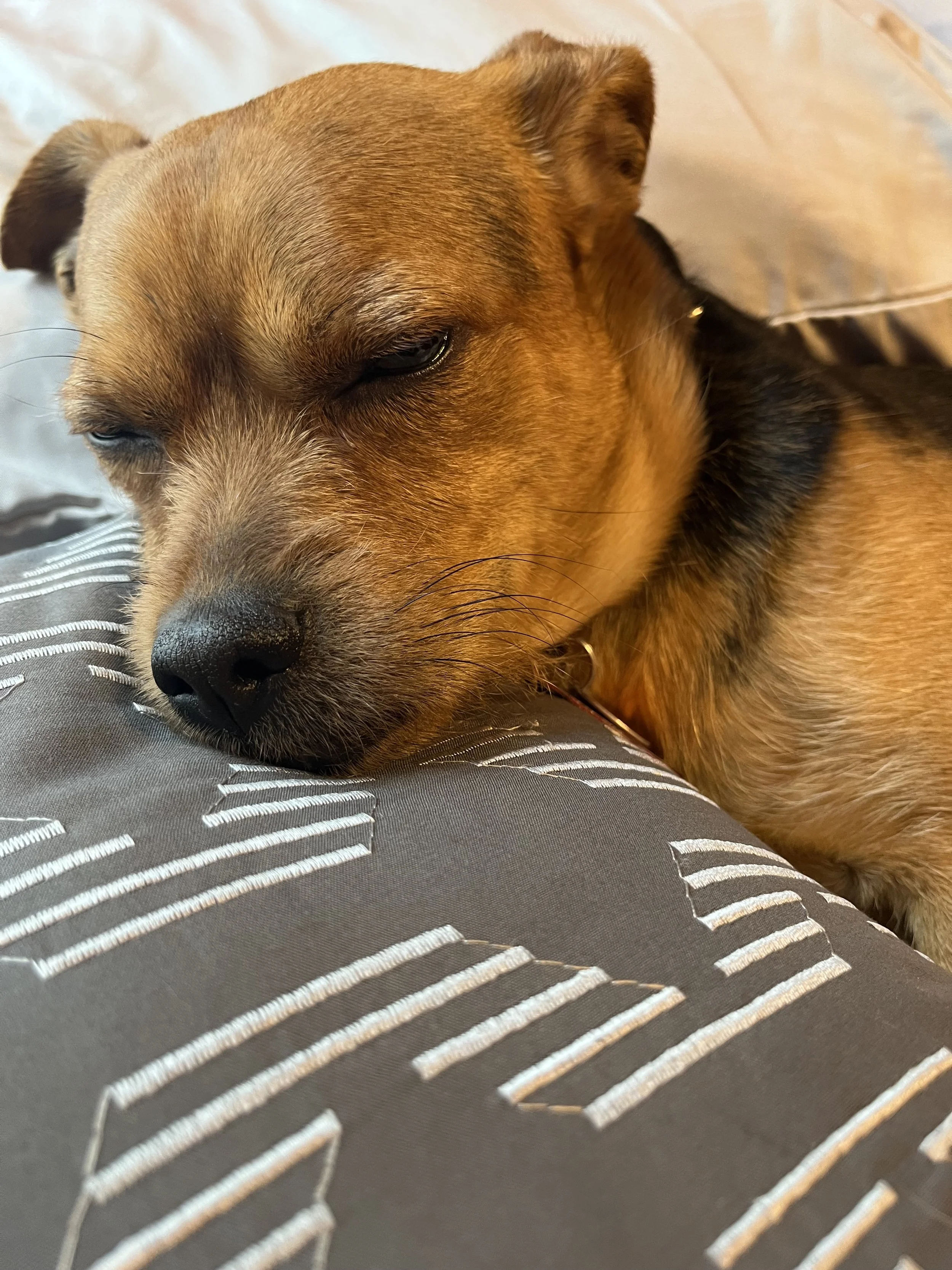 Dog Sitting